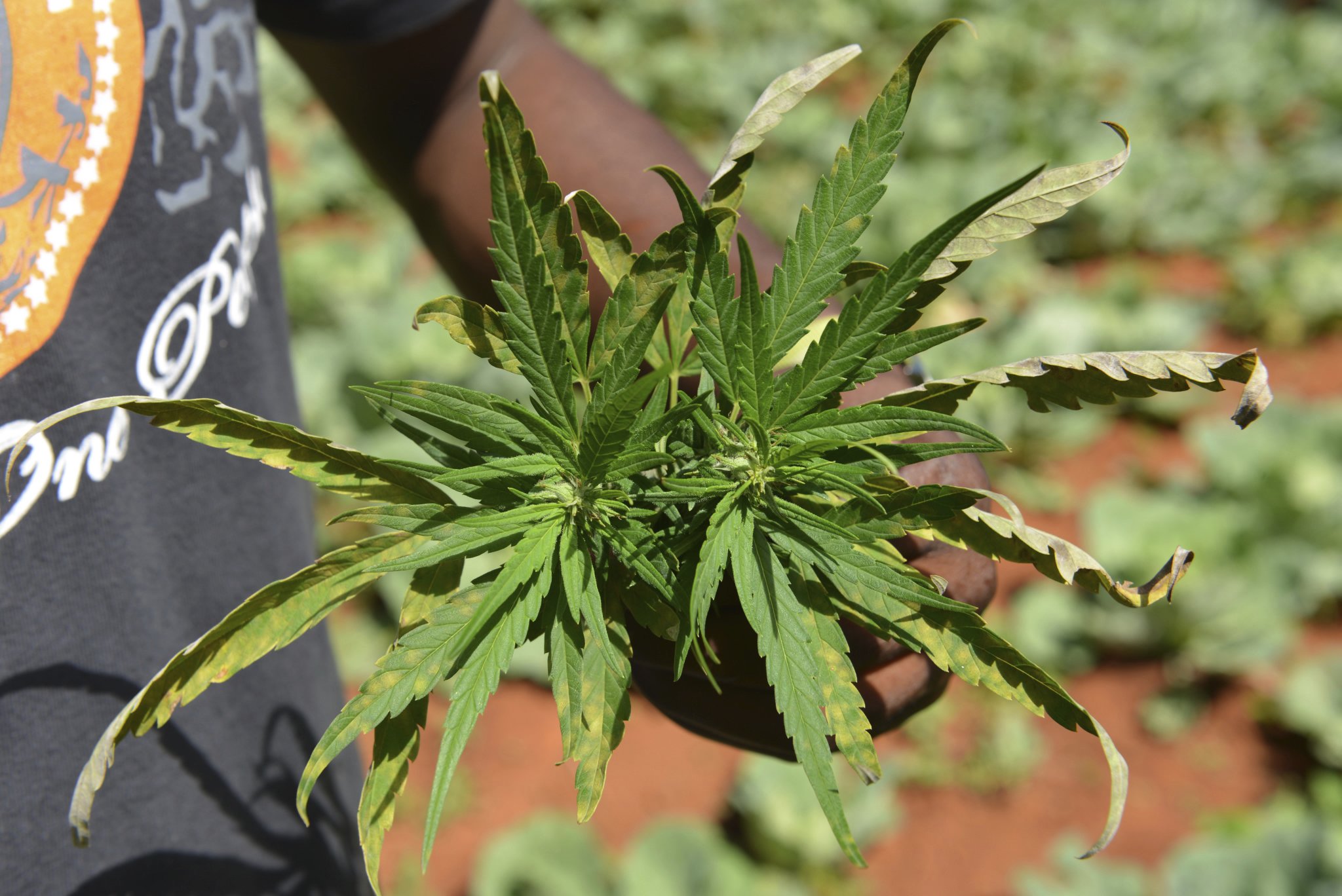 Jamaica faces marijuana shortages as farmers struggle