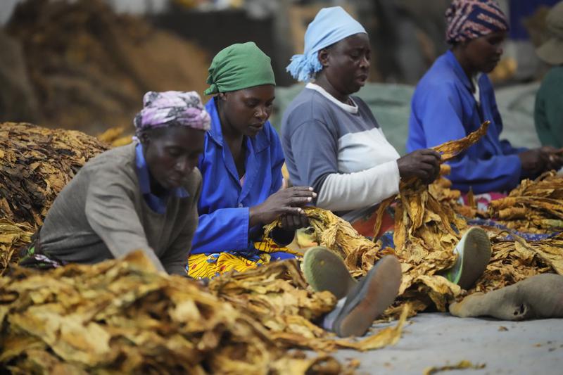 Zimbabwe’s Tobacco Rebounds Amid Worries Over Health, Labor