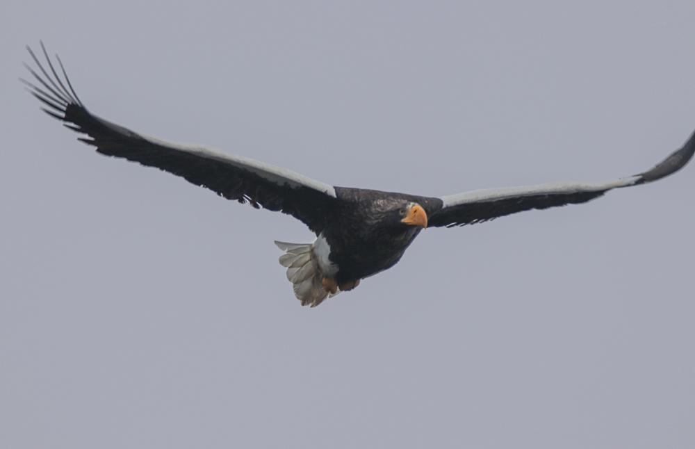 In this Dec. 31, 2021, photo provided by Zachary Holderby, a Steller's sea eagle is seen off Georgetown, Maine. The rare eagle has taken up residence thousands of miles from its home range, delighting bird lovers and baffling scientists. (Zachary Holderby, Downeast Audubon via AP)