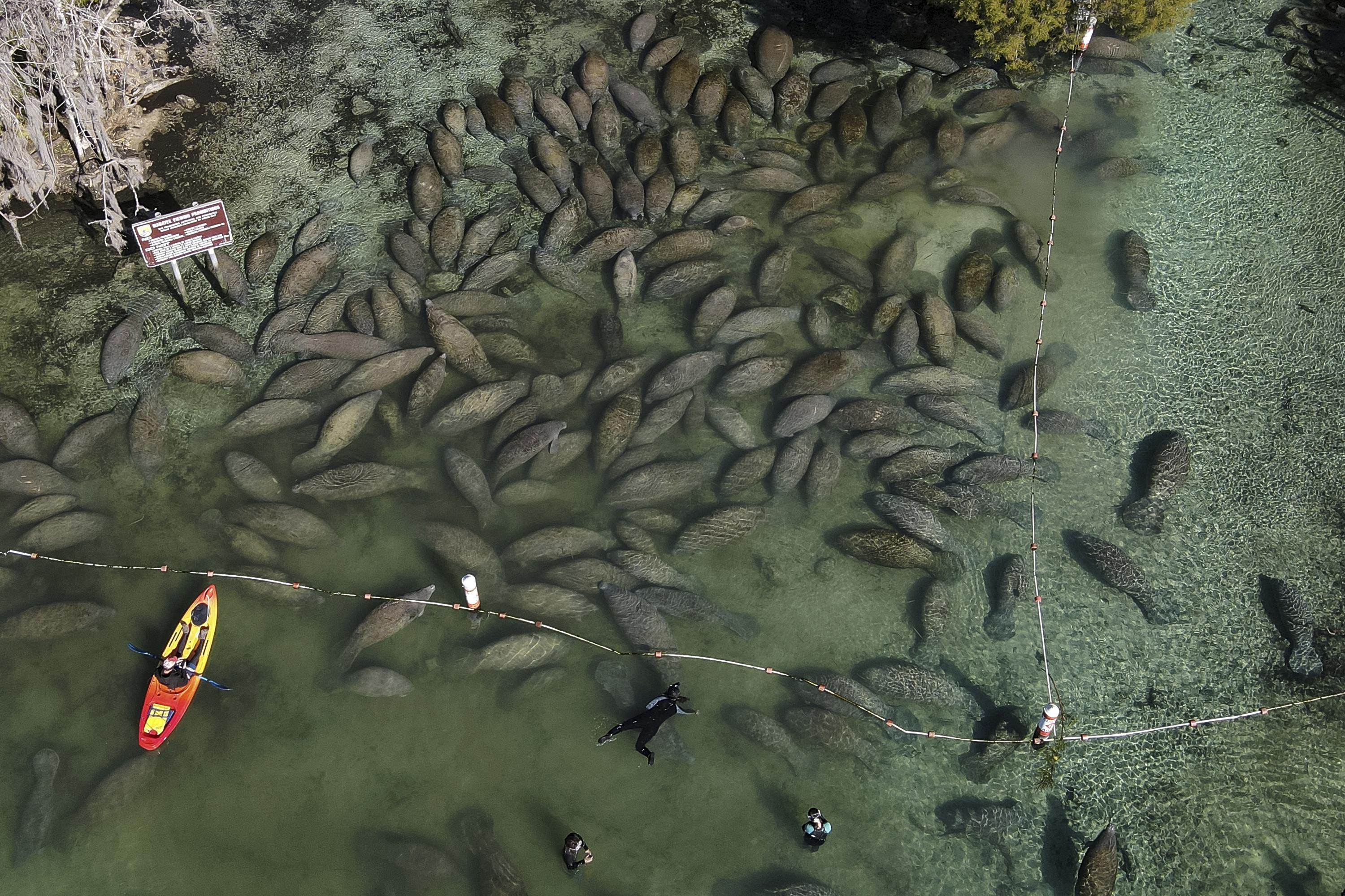 Ian ruins man-made reefs, brings algae bloom to Florida