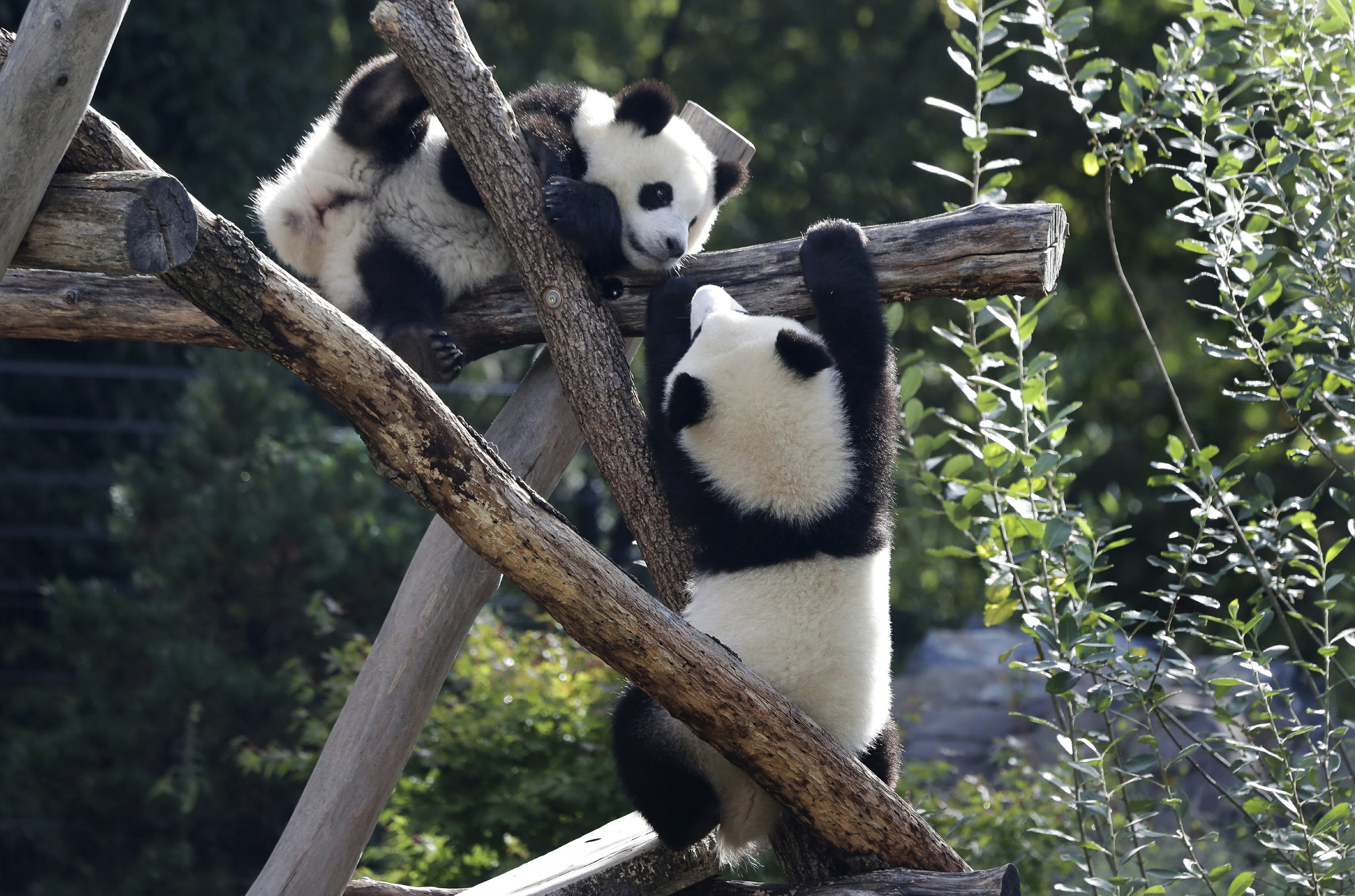 Berlin zoo's twin panda cubs celebrate 1st birthday | AP News