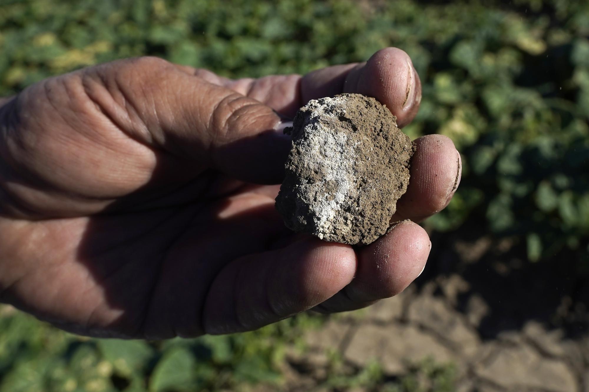 Farmer Bobby Costa displays a saltwater stained rock from his cucumber field near Tracy, Calif., on Thursday, July 21, 2022. He gets water from rivers in the Delta, delivered by an irrigation district through a ditch on his property. This year, the water’s higher salt content is evident, leaving white stains on the dirt in his fields and hurting his cucumber crop. (AP Photo/Rich Pedroncelli)