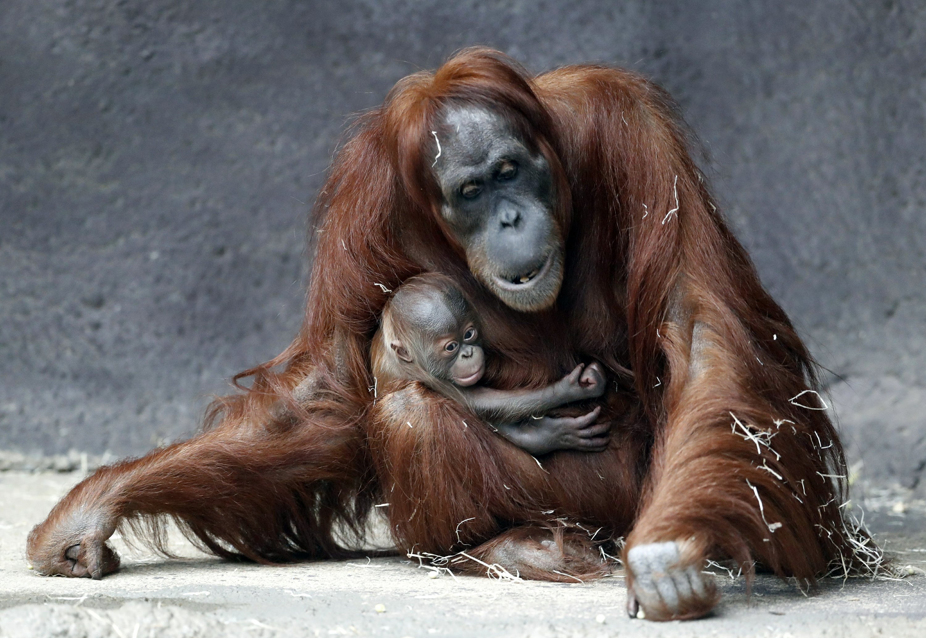 Prague zoo's month-old Sumatran orangutan finally has a name | AP News