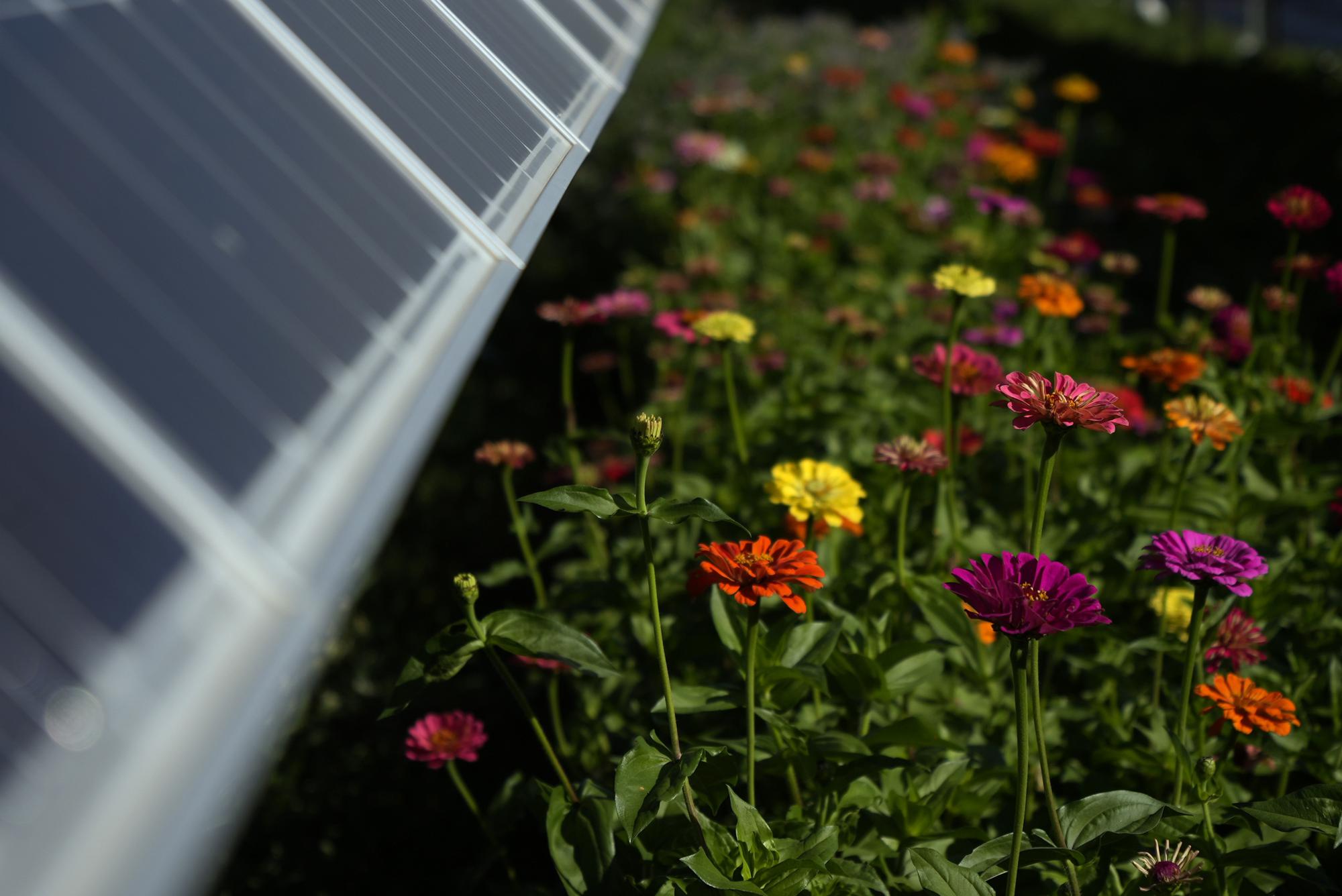 Crops grow under solar panels at Jack's Solar Garden on Sept. 14, 2021, in Longmont, Colo. As panels spread across the landscape, the grounds around them can be used for native grasses and flowers that attract pollinators such as bees and butterflies.(AP Photo/Brittany Peterson)