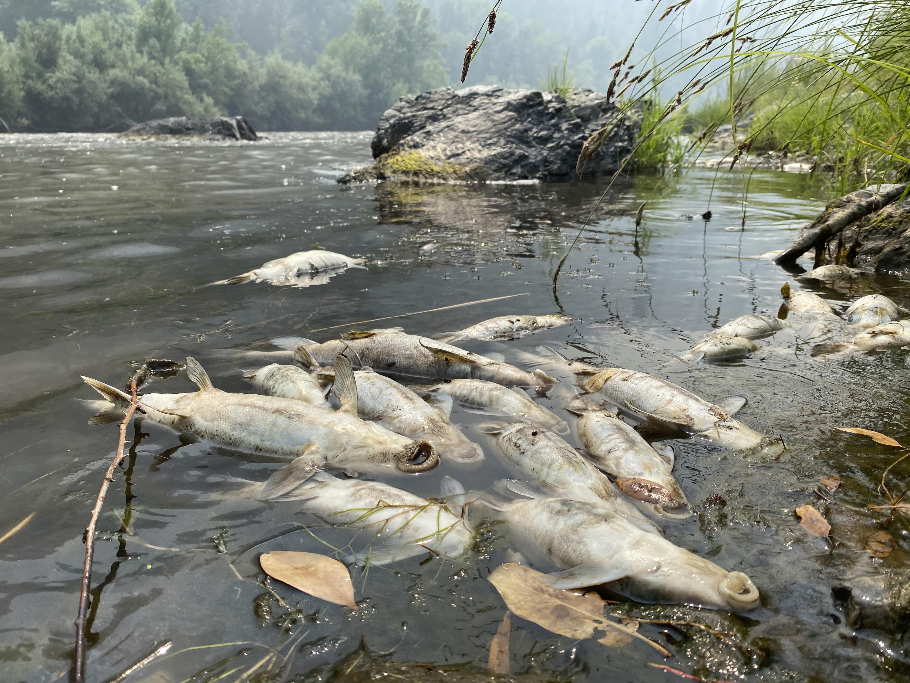 Ranchers, tribes, state clash over Shasta River water - CalMatters