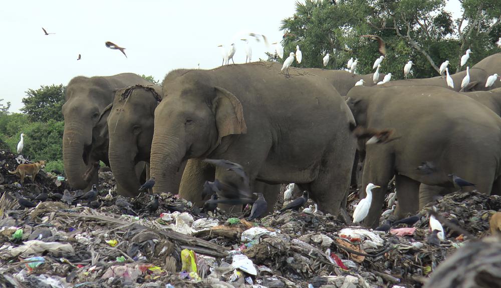 Gajah liar mengais makanan di tempat pembuangan sampah terbuka di desa Pallakkadu di distrik Ampara, sekitar 210 kilometer (130 mil) timur ibukota Kolombo, Sri Lanka, Kamis, 6 Januari 2022. Para ahli konservasi dan dokter hewan memperingatkan bahwa sampah plastik di TPA terbuka di Sri Lanka timur membunuh gajah di wilayah itu, setelah dua lagi ditemukan mati selama akhir pekan. Sekitar 20 gajah telah mati selama delapan tahun terakhir setelah mengkonsumsi sampah plastik di tempat pembuangan sampah. Pemeriksaan hewan yang mati menunjukkan bahwa mereka telah menelan sejumlah besar plastik yang tidak dapat terurai yang ditemukan di tempat pembuangan sampah, kata dokter hewan satwa liar Nihal Pushpakumara. (Foto AP/Achala Pussalla)