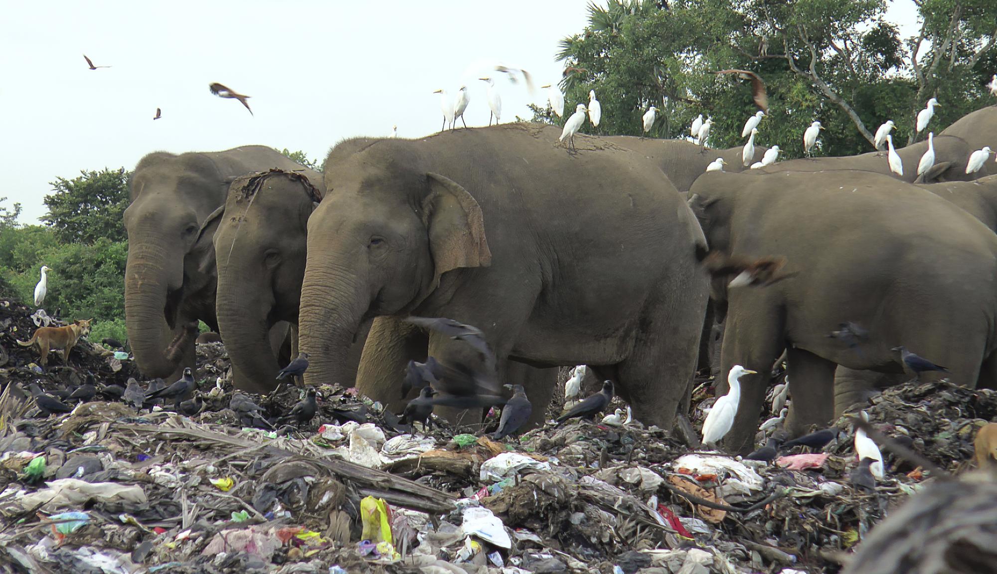 Wild elephants scavenge for food at an open landfill in Pallakkadu village in Ampara district, about 210 kilometers (130 miles) east of the capital Colombo, Sri Lanka, Thursday, Jan. 6, 2022. Conservationists and veterinarians are warning that plastic waste in the open landfill in eastern Sri Lanka is killing elephants in the region, after two more were found dead over the weekend. Around 20 elephants have died over the last eight years after consuming plastic trash in the dump. Examinations of the dead animals showed they had swallowed large amounts of nondegradable plastic that is found in the garbage dump, wildlife veterinarian Nihal Pushpakumara said. (AP Photo/Achala Pussalla)