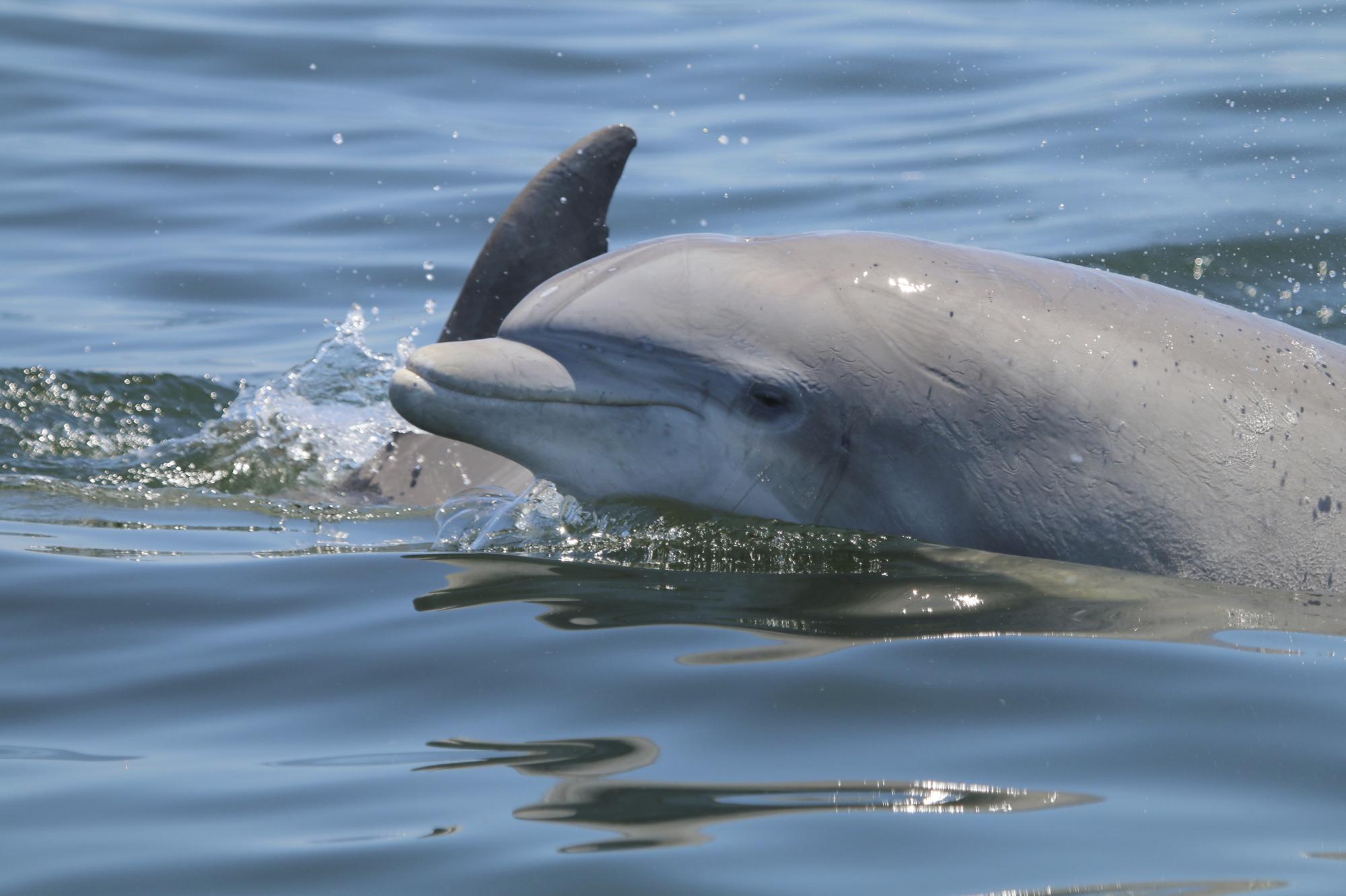 En esta foto de mayo de 2019 proporcionada por el Proyecto Delfín Potomac-Chesapeake, los delfines nadan juntos en el río Potomac entre Lewisetta y Smith Point, Virginia. Si bien el contacto cercano amistoso es esencial para los vínculos sociales con los delfines, compartir el espacio y el aire también puede propagar enfermedades rápidamente. Esta foto se tomó con los números de permiso 19403 y 23782 de NOAA NMFS. (Ann-Marie Jacoby/Potomac-Chesapeake Dolphin Project vía AP)