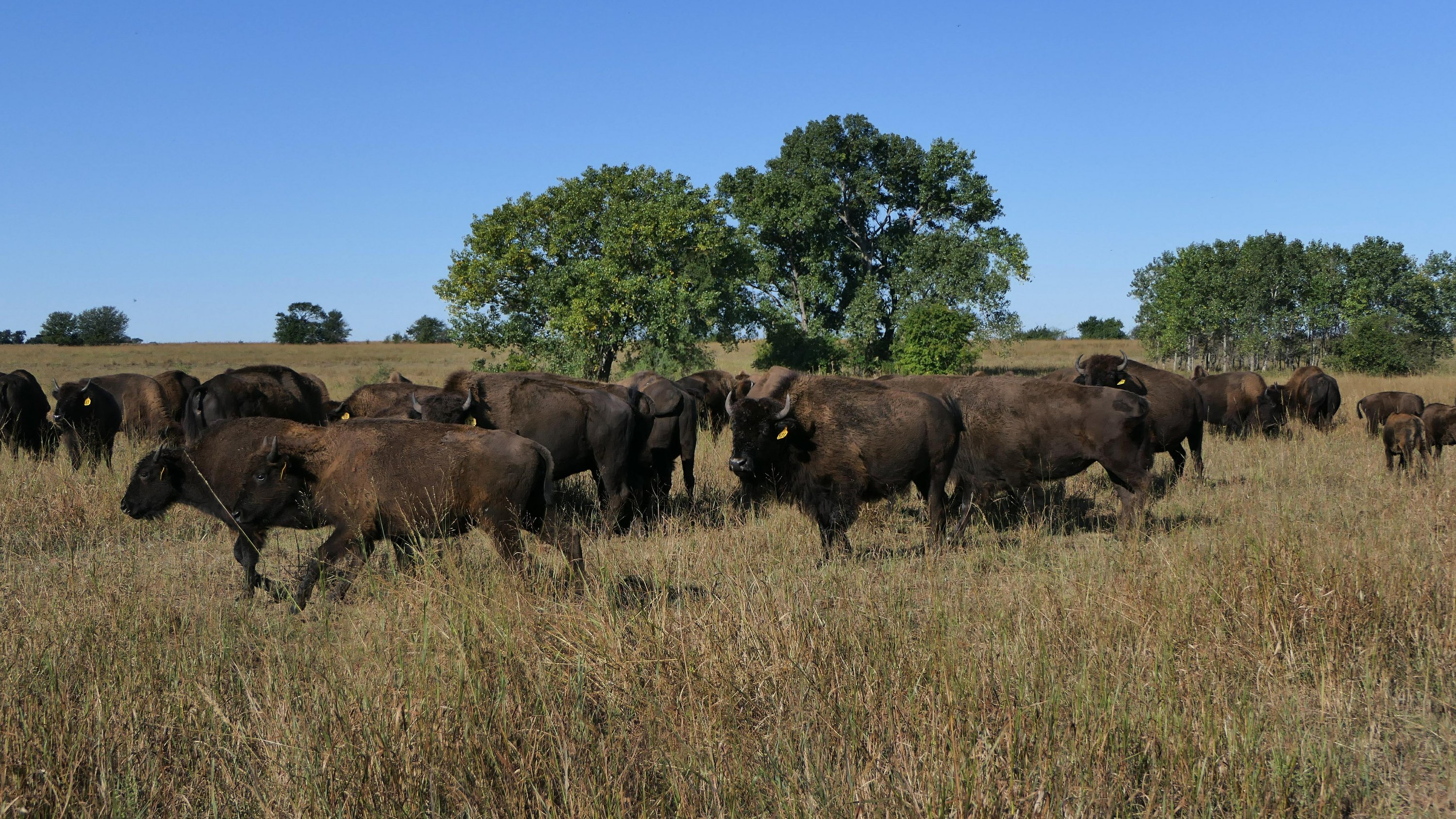 Bison a bright spot for agriculture in Kansas, nation AP News