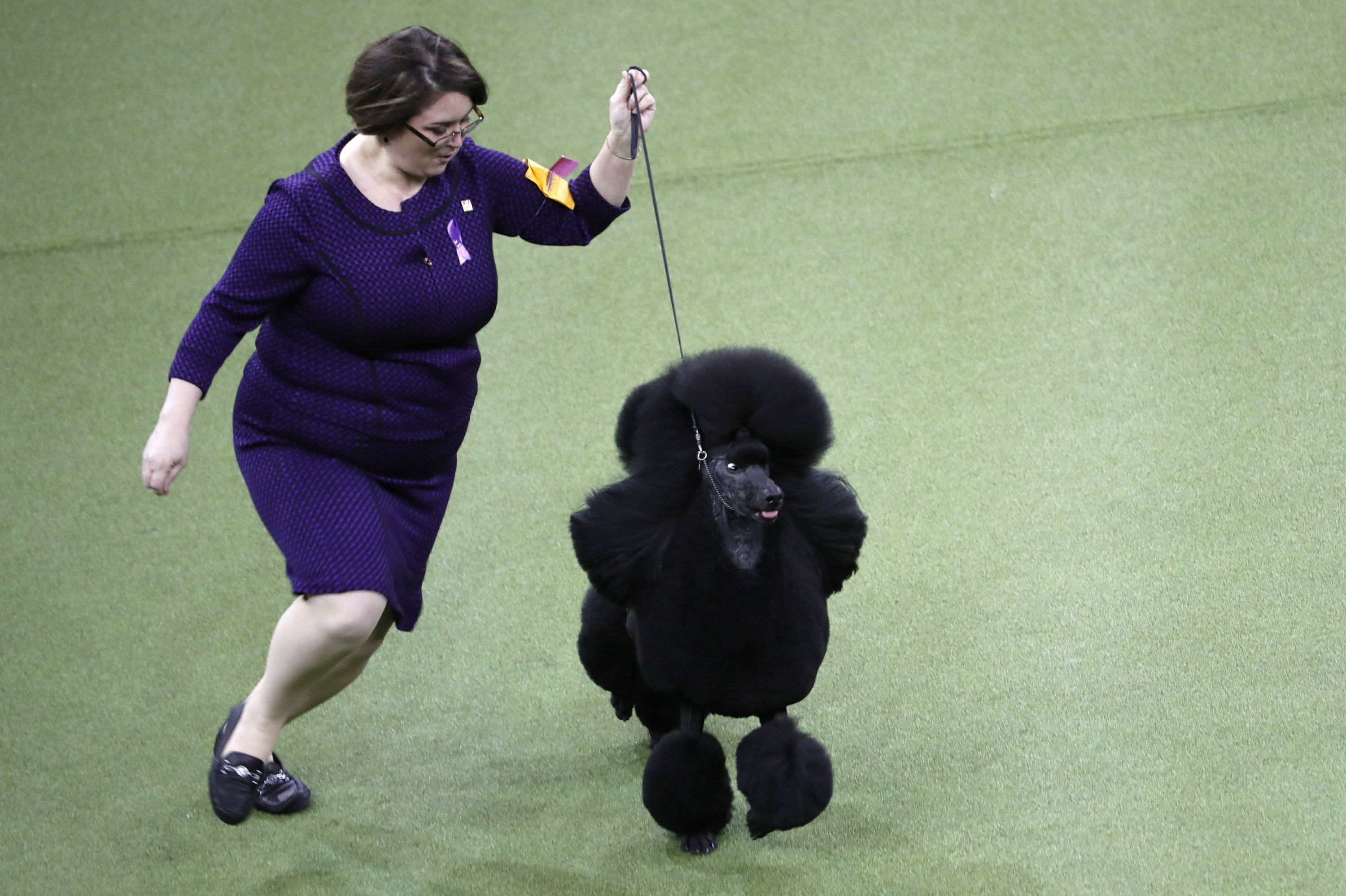 what kind of dog won the westminster dog show