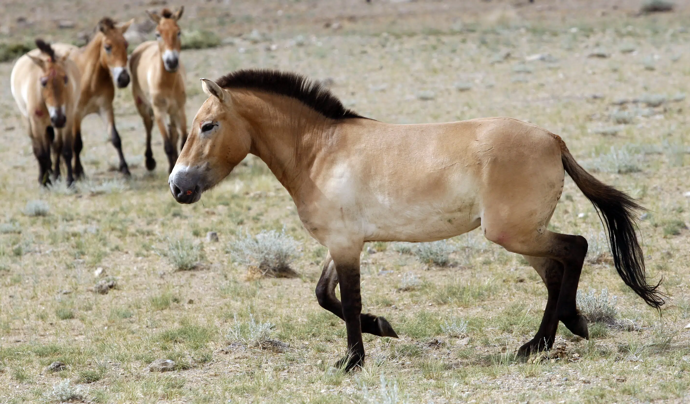 Les premières traces d’équitation remontent à 5000 ans