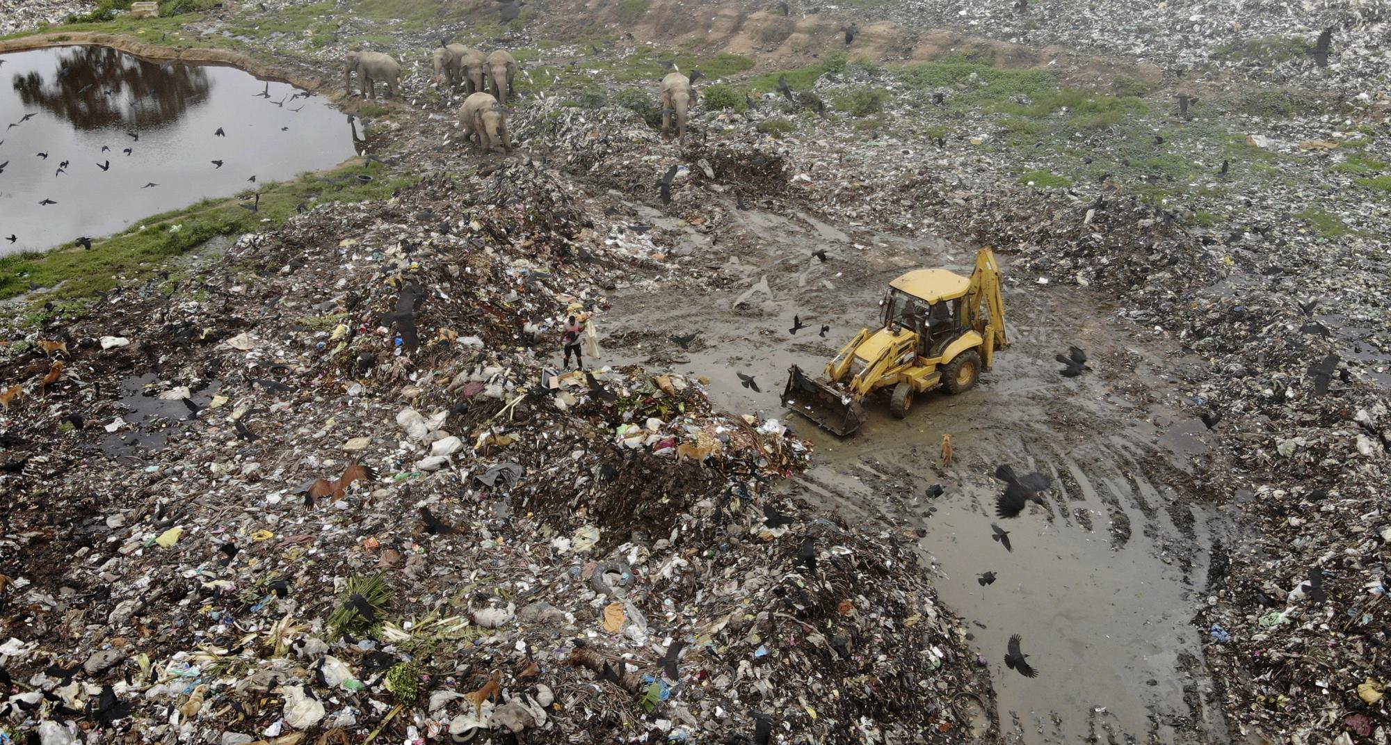 Wild elephants scavenge for food at an open landfill in Pallakkadu village in Ampara district, about 210 kilometers (130 miles) east of the capital Colombo, Sri Lanka, Monday, Jan. 10, 2022. Conservationists and veterinarians are warning that plastic waste in the open landfill in eastern Sri Lanka is killing elephants in the region, after two more were found dead over the weekend. Around 20 elephants have died over the last eight years after consuming plastic trash in the dump. Examinations of the dead animals showed they had swallowed large amounts of nondegradable plastic that is found in the garbage dump, wildlife veterinarian Nihal Pushpakumara said. (AP Photo/Achala Pussalla)