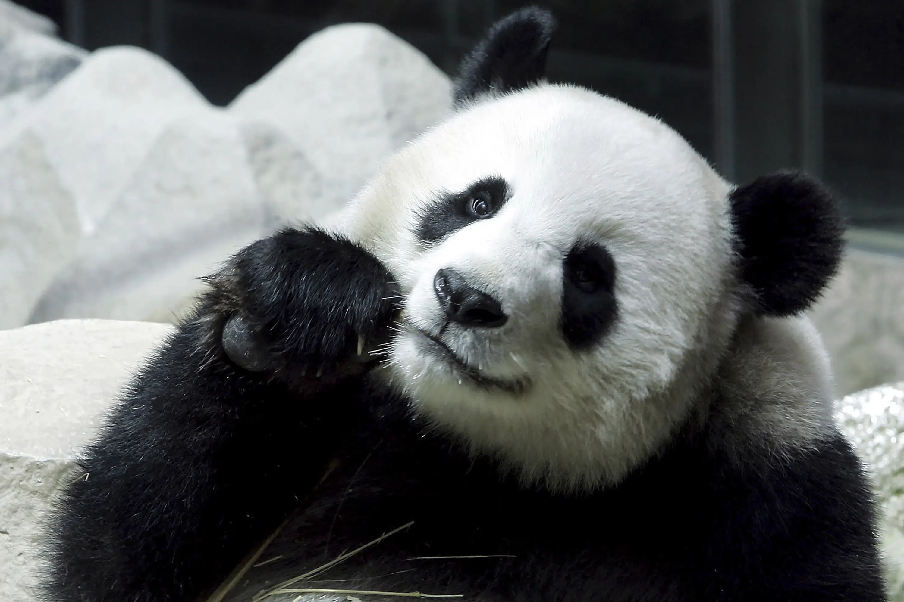 Chińska panda na długoterminowym wypożyczeniu do Tajlandii umiera nagle