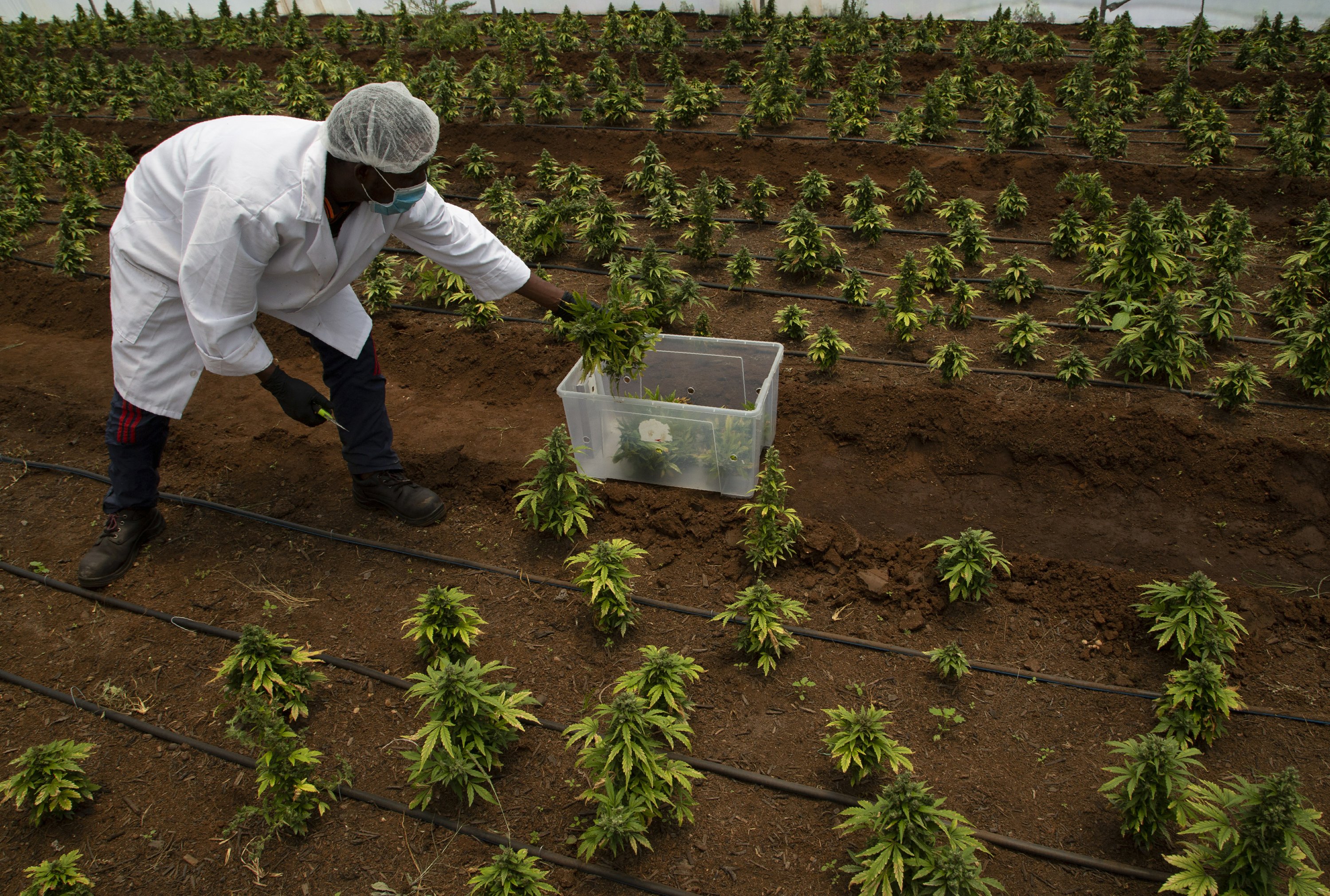 South Africa S Black Farmers Fight To Enter Marijuana Market