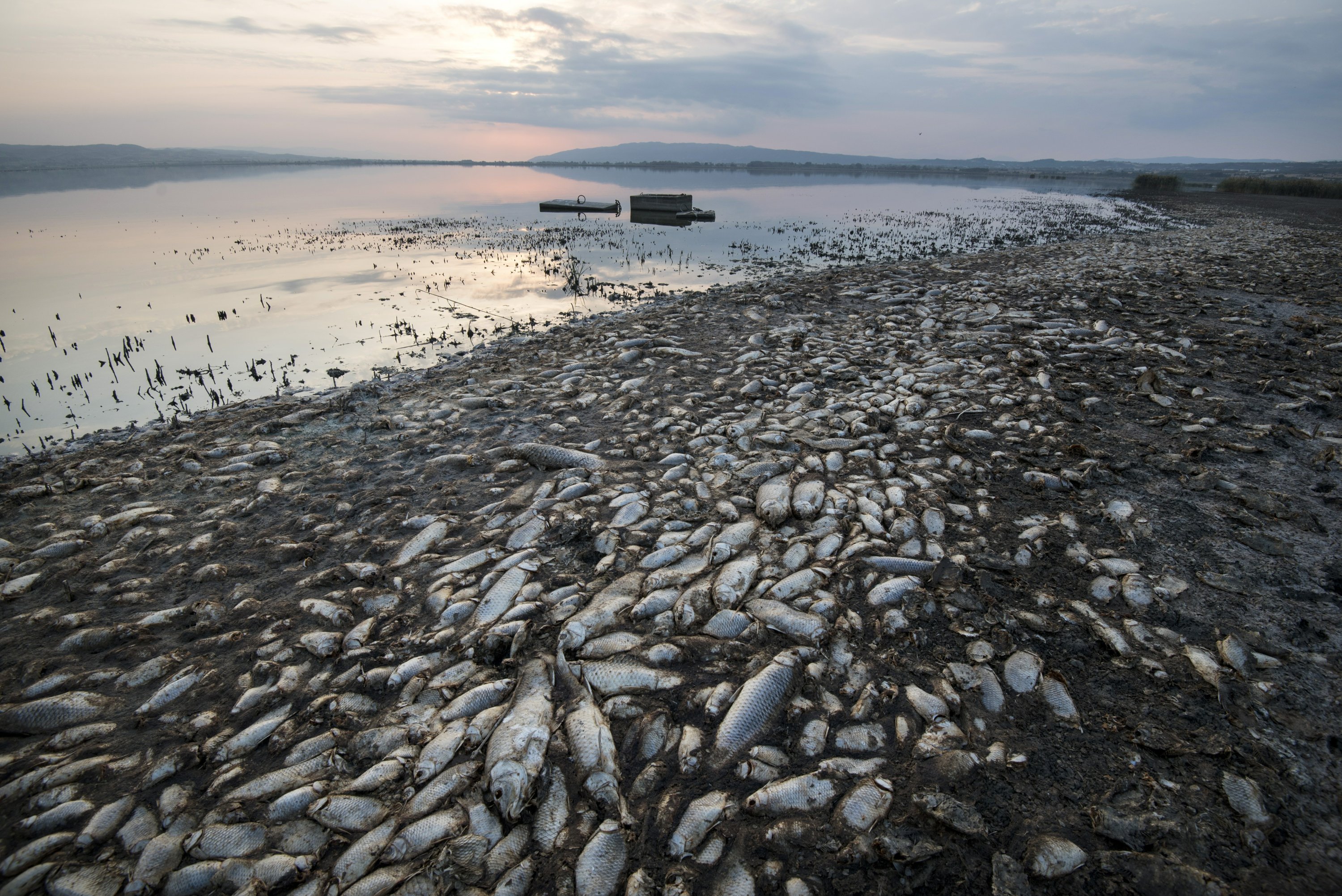 Дохлые рыбы в воде. Вымирание рыб. Мертвая рыба на берегу. Мёртвые рыбы на берегц.