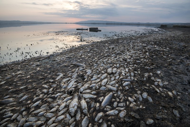 Greece: Oxygen-starved fish dying in drought-hit lake