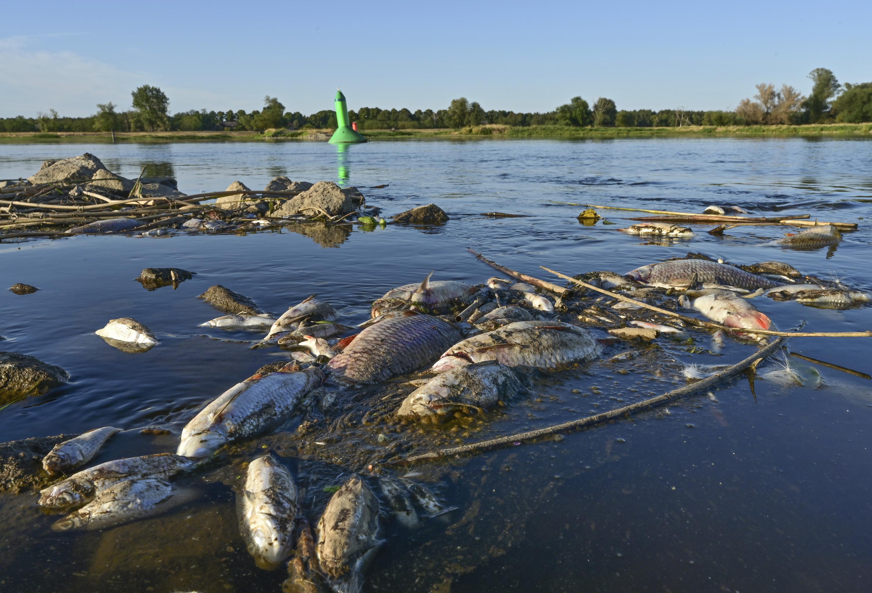 Polska bada „katastrofę ekologiczną” jako wymieranie ryb