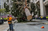 Workers steady the 2022 Rockefeller Center Christmas tree as a crane lifts the donated tree into place Saturday, Nov. 12, 2022. (AP Photo/Craig Ruttle)