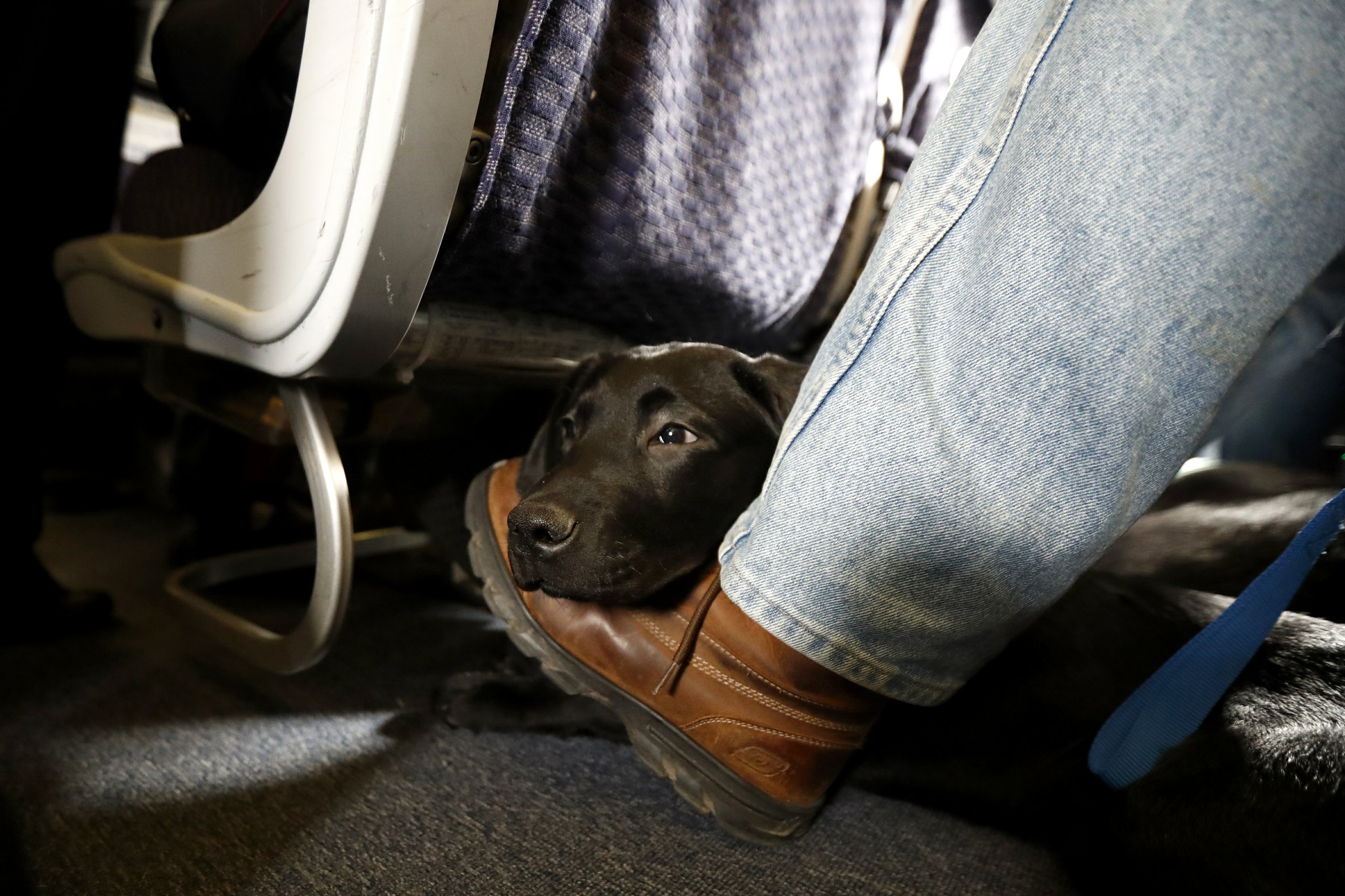 American airlines sales service dog