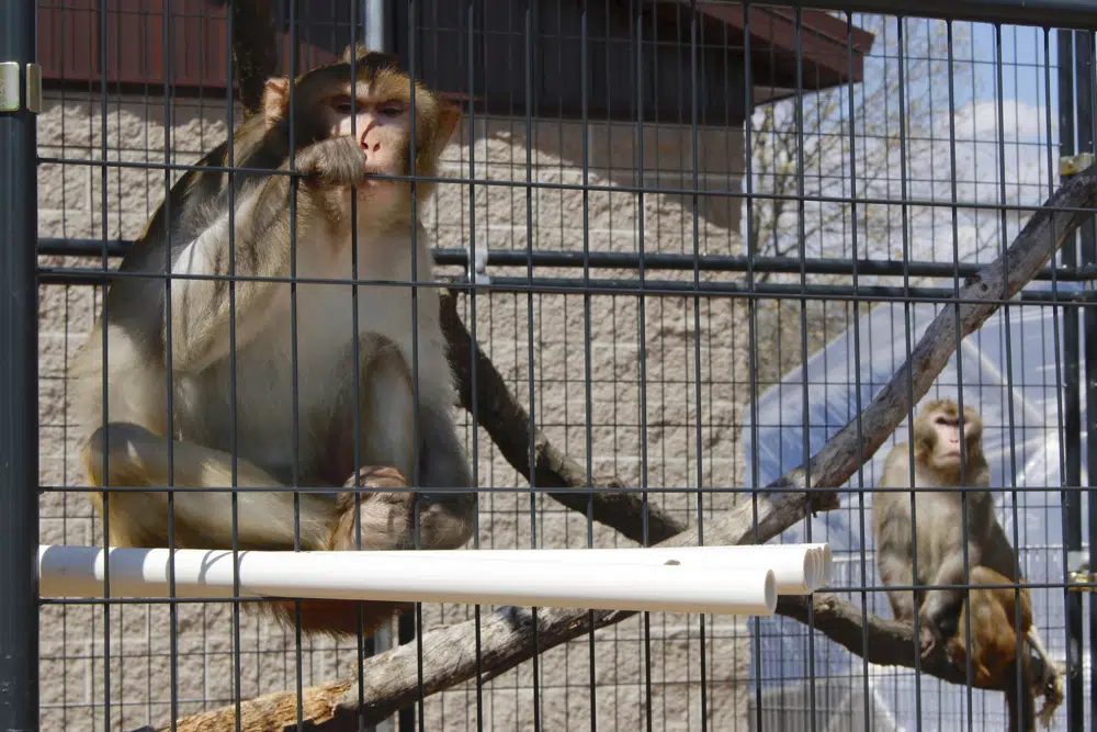 Research monkey shortage undermines US readiness, panel says Research monkey shortage undermines US readiness, panel says
