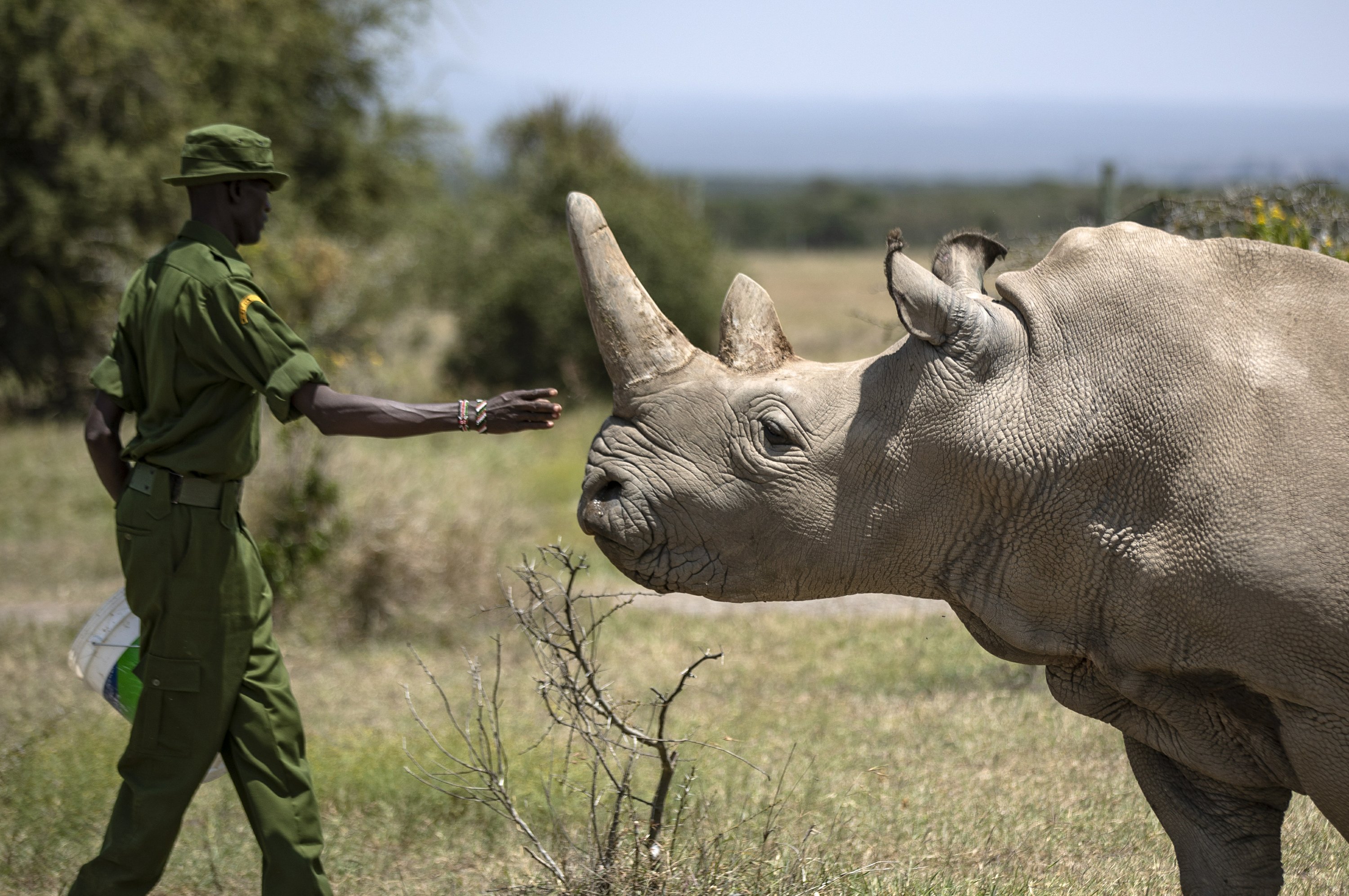 Белый носорог сколько осталось. Северный белый носорог Судан. Наджин белый носорог. Северный белый носорог вымер. Белый носорог вымер.