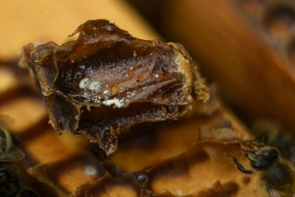 El ácaro parásito Varroa es visible en una colmena, el miércoles 21 de junio de 2023, en College Park, Maryland. Los ácaros son un factor importante por el cual las muertes de abejas van en aumento. (Foto AP/Julio Cortés)