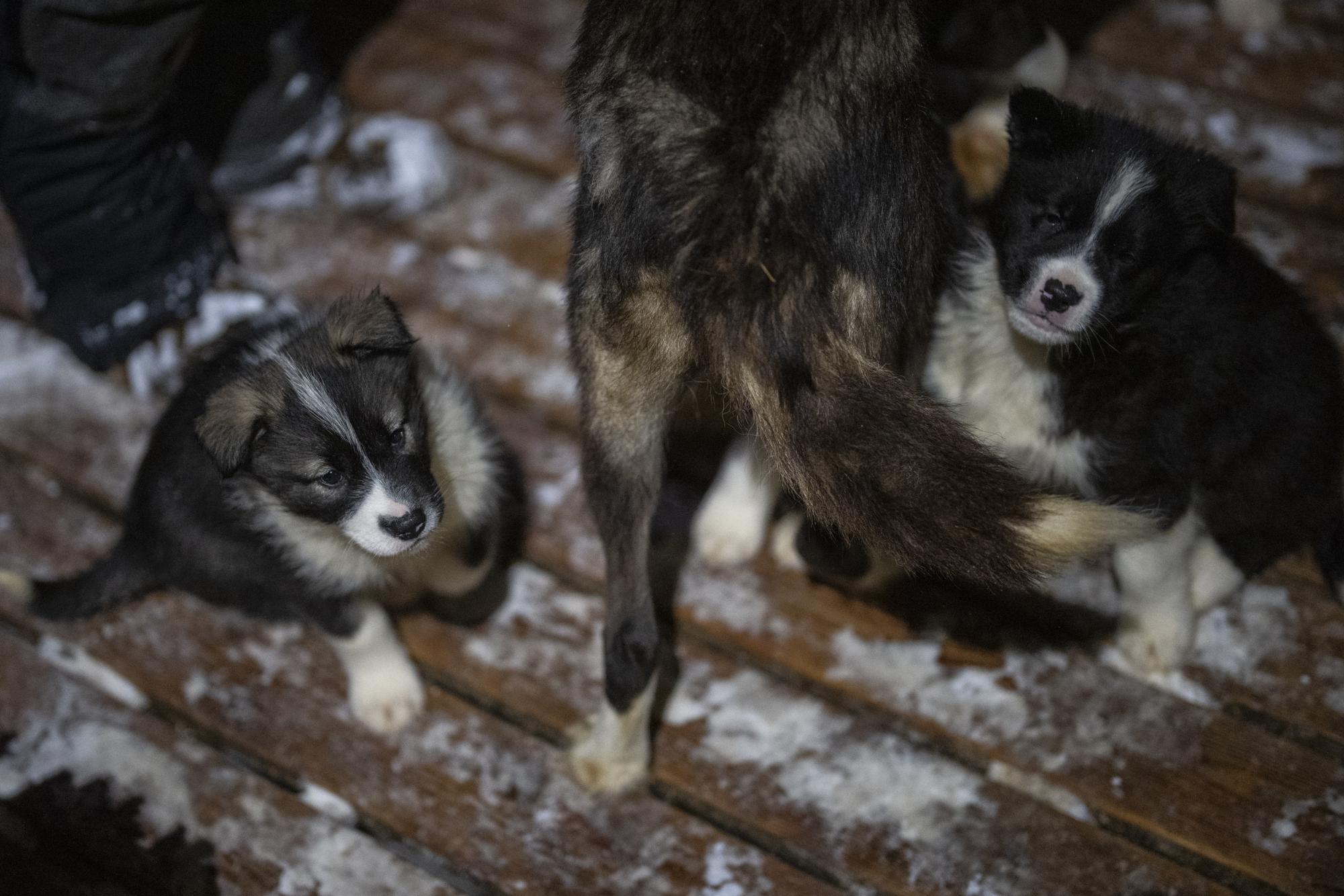 Những chú chó con vây quanh mẹ tại một sân chó ở Bolterdalen, Na Uy, Thứ Ba, ngày 10 tháng 1 năm 2023. (Ảnh AP / Daniel Cole)