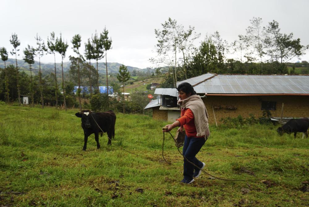 La futura primera dama de Perú, Lilia Paredes, de 48 años, arrea un becerro en su propiedad en el municipio de Chugur, Perú, el jueves 22 de julio de 2021. (AP Foto/Franklin Briceño)