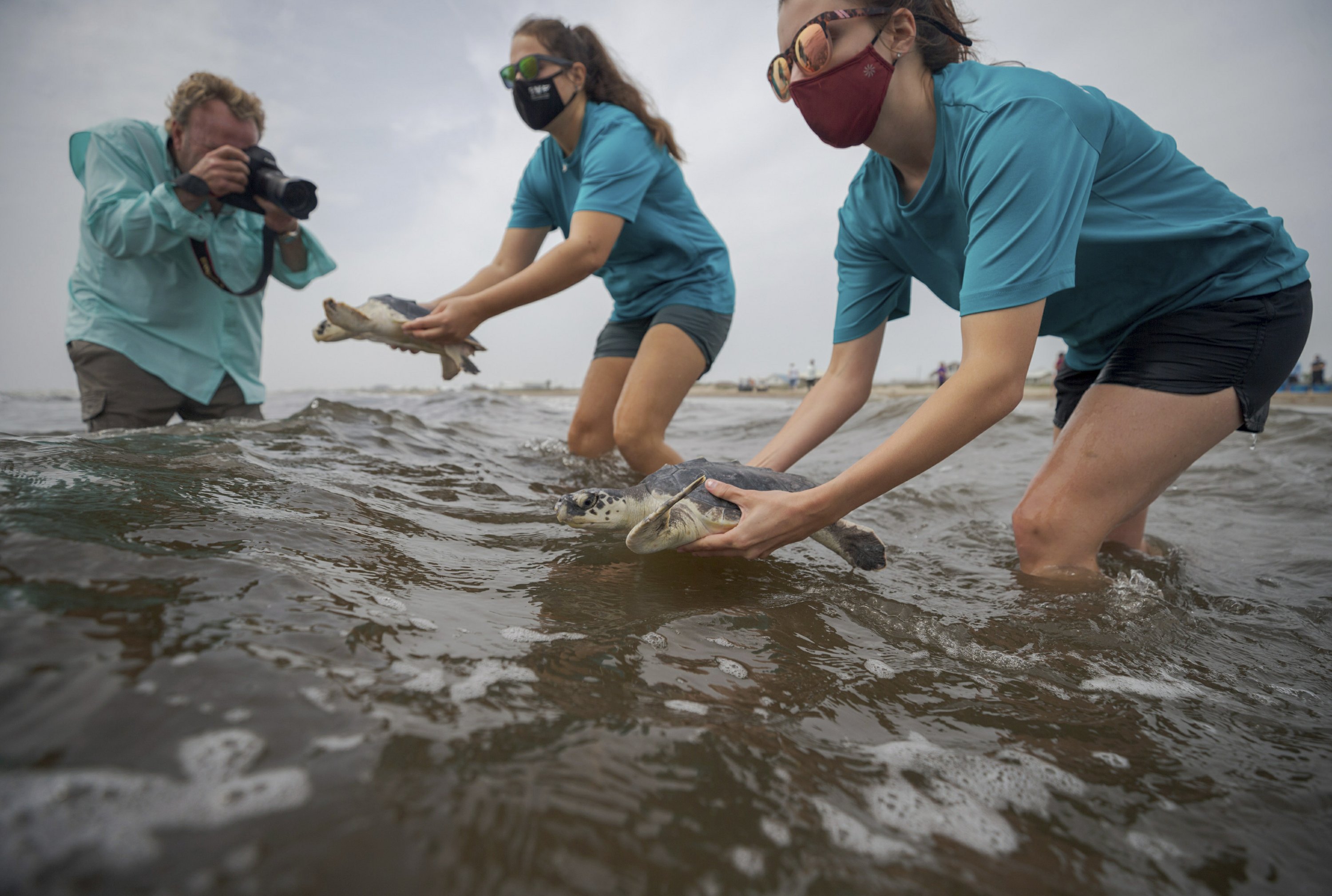 Mini parade of rescued young sea turtles released into Gulf | AP News