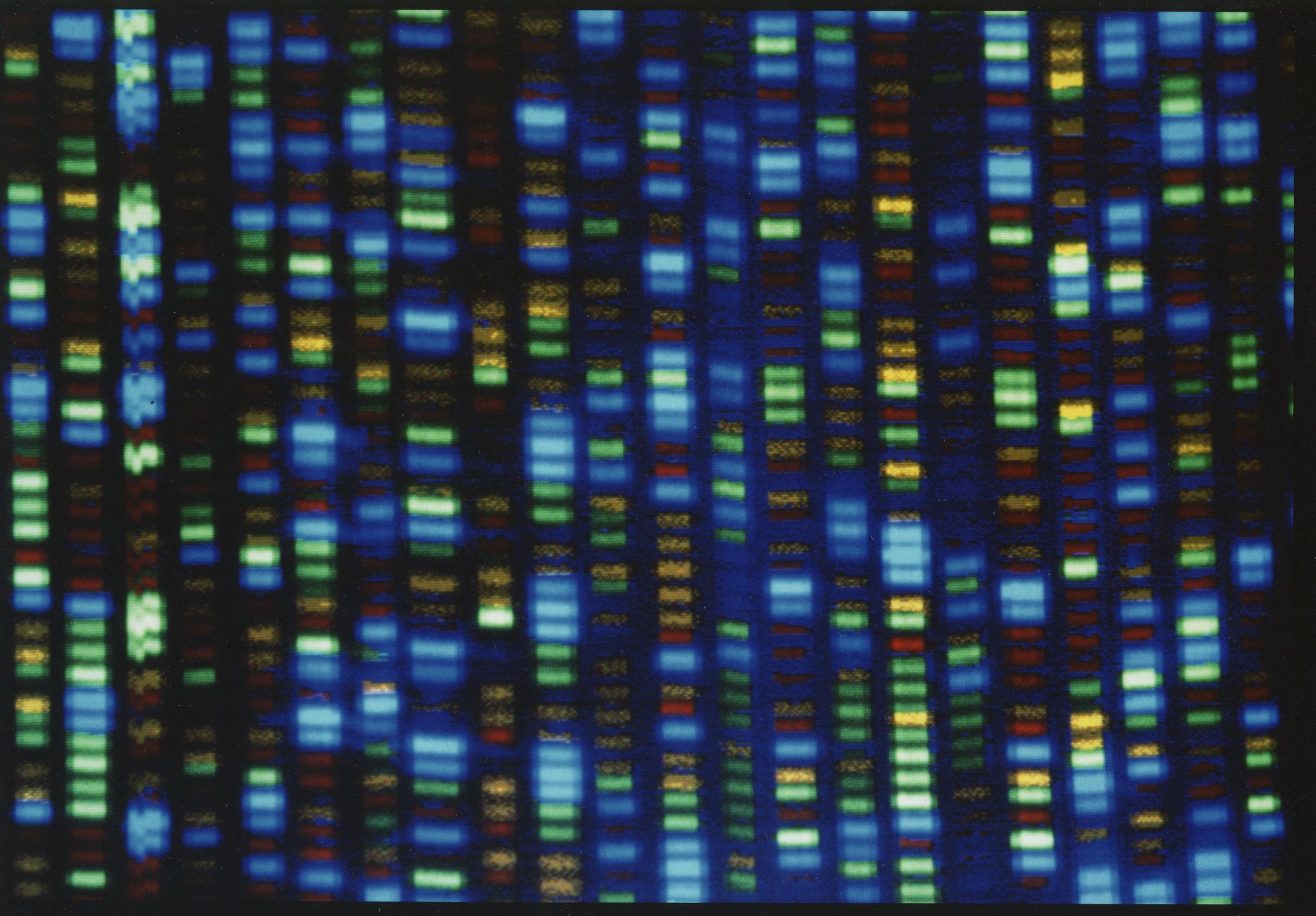 Scientists finally finish decoding entire human genome | AP News