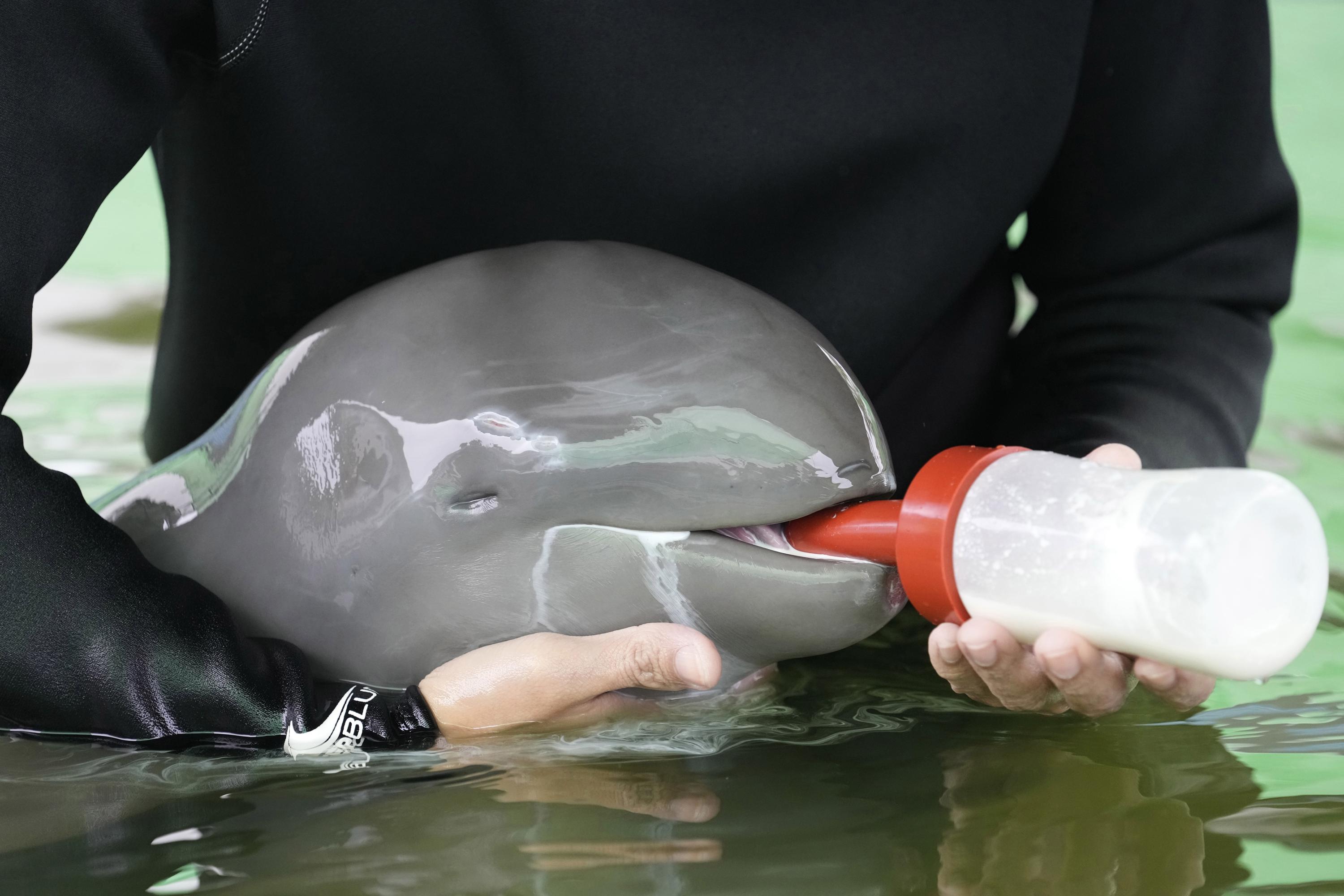 dolphin and calf