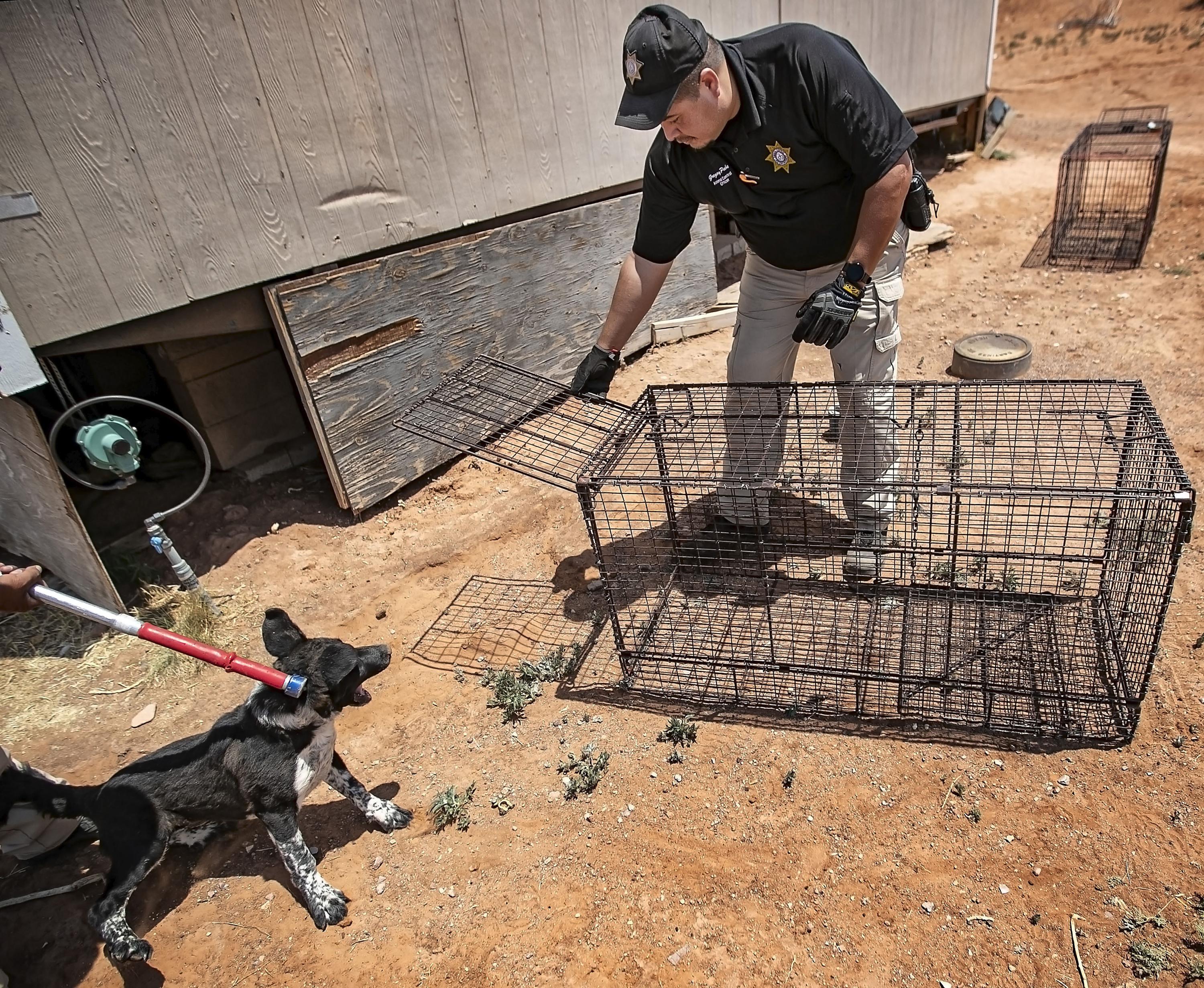 Teen's death highlights free-roaming dogs on tribal land | AP News Teen's death highlights free-roaming dogs on tribal land | AP News