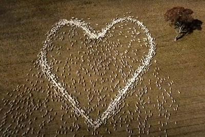 En esta imagen extraída de un video, ovejas colocadas para formar un corazón en un campo de Guyra, Nueva Gales del Sur, Australia, el jueves 5 de agosto de 2021. Ben Jackson, un ganadero australiano que no pudo ir al funeral de su tía debido a las restricciones de la pandemia decidió expresar sus condolencias de una forma novedosa: docenas de ovejas colocadas para dibujar un corazón. (Ben Jackson via AP)