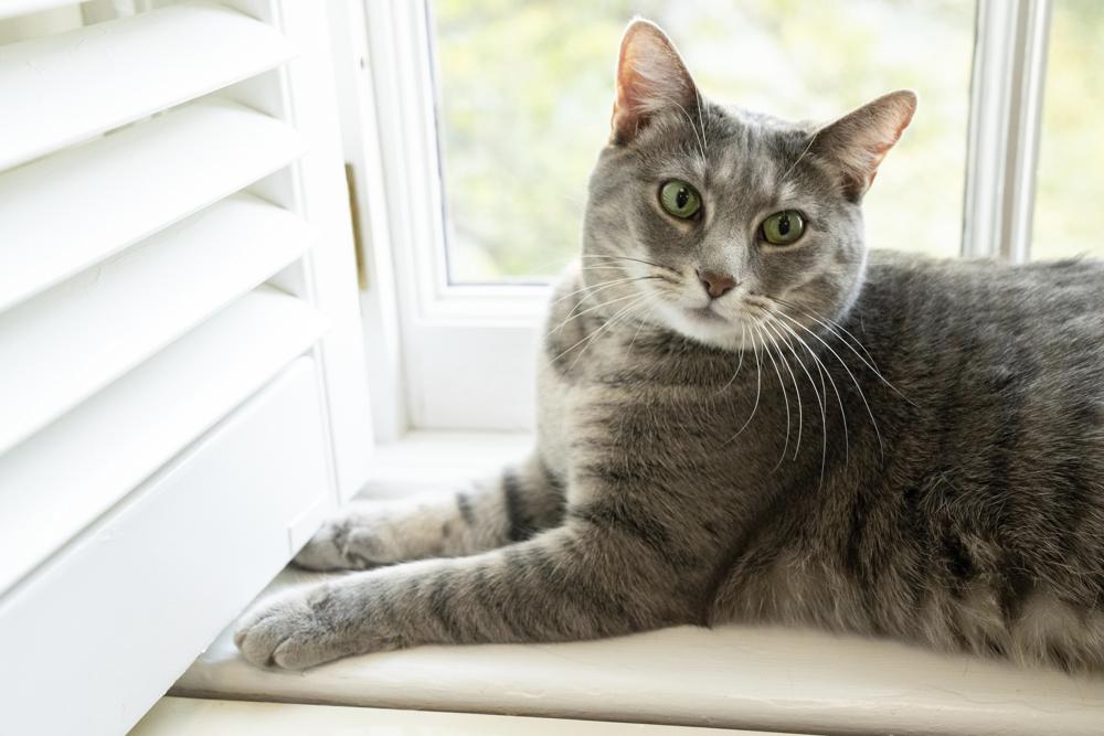 Willow, the Biden family's new pet cat, wanders around the White House on Wednesday, Jan. 27, 2022 in Washington. President Joe Biden and first lady Jill Biden have added Willow, a 2-year-old, green-eyed, gray and white feline from Pennsylvania, to their pet family. (Erin Scott/The White House via AP)