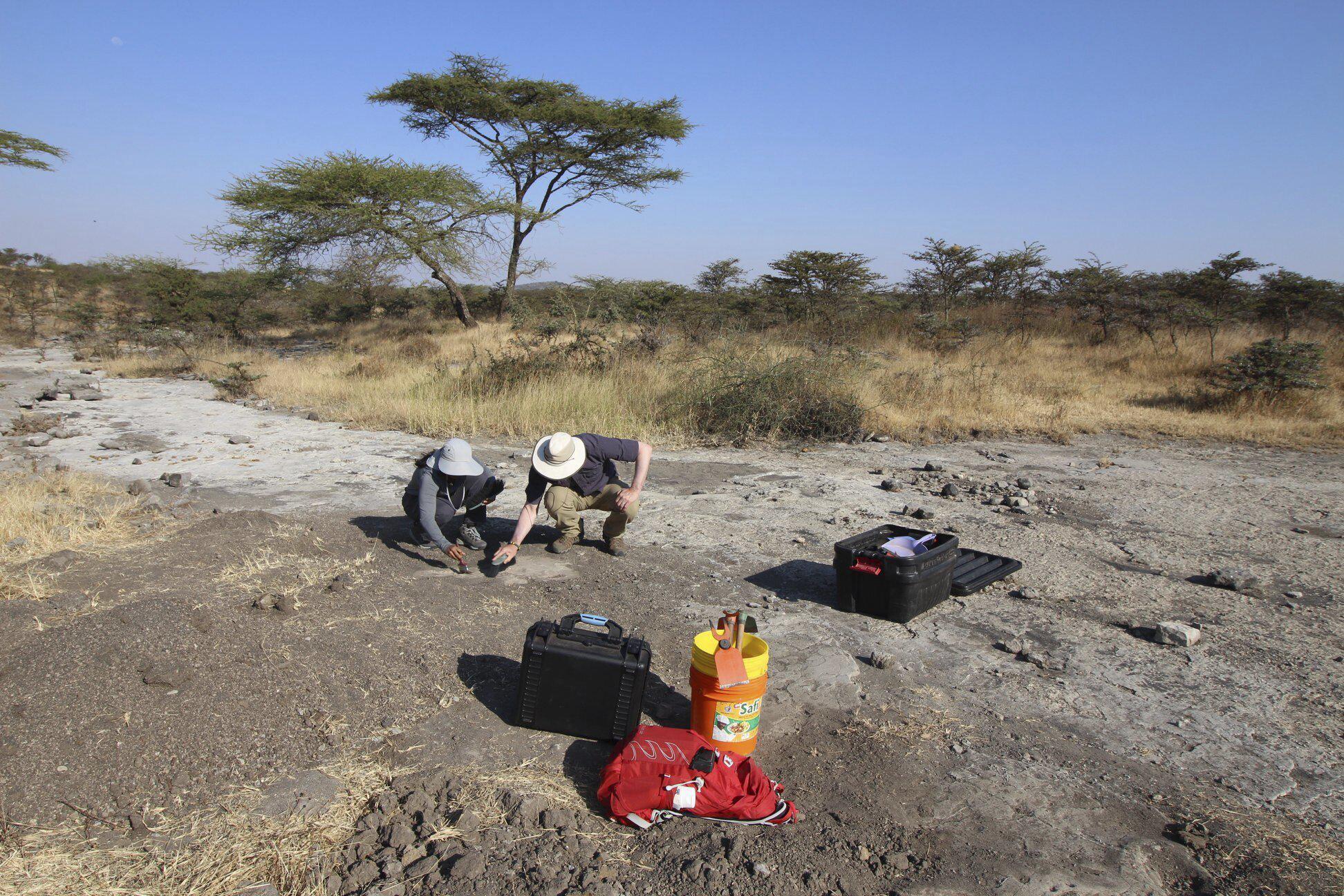 Fossil footprints puzzle scientists: Bear or ancient human? - OutThere Colorado