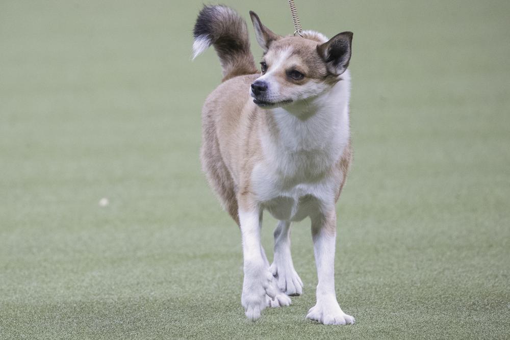 ARCHIVO - Un lundehund noruego, una raza relativamente rara en los EE. UU., compite durante el grupo no deportivo en la 142a Exposición canina del Westminster Kennel Club en el Madison Square Garden en Nueva York, el 12 de febrero de 2018. Clasificación anual de popularidad del American Kennel Club saldrá a la luz el martes 15 de marzo de 2022. (Foto AP/Mary Altaffer, archivo)