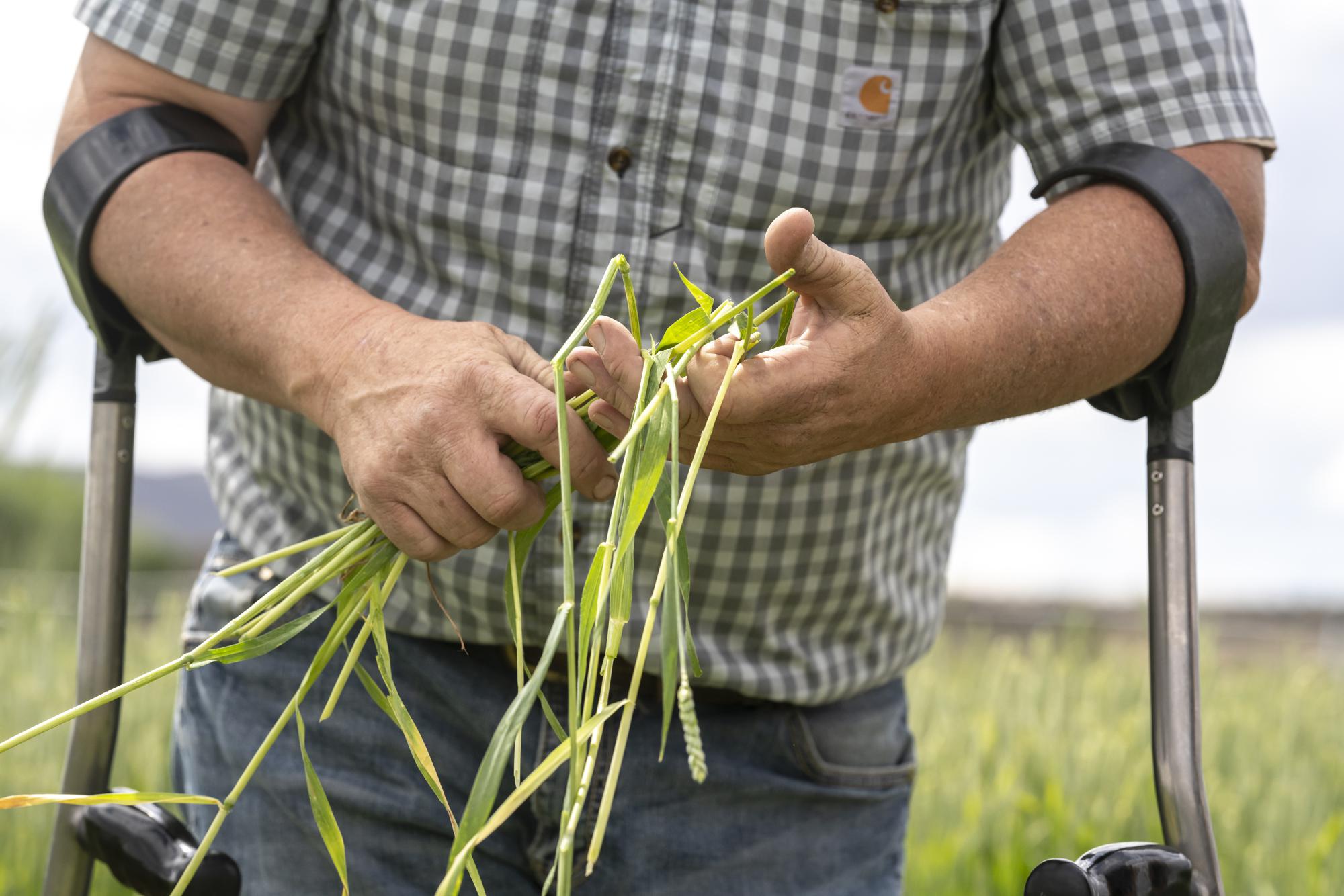 Ben DuVal stands in a field of triticale, one of the few crops his family was able to plant this year due to the water shortage, on Wednesday, June 9, 2021, in Tulelake, Calif. DuVal's family has farmed the land near the California-Oregon border for three generations, and this summer for the first time ever, he and hundreds of others who rely on irrigation from a depleted, federally managed lake aren't getting any water from it at all. (AP Photo/Nathan Howard)