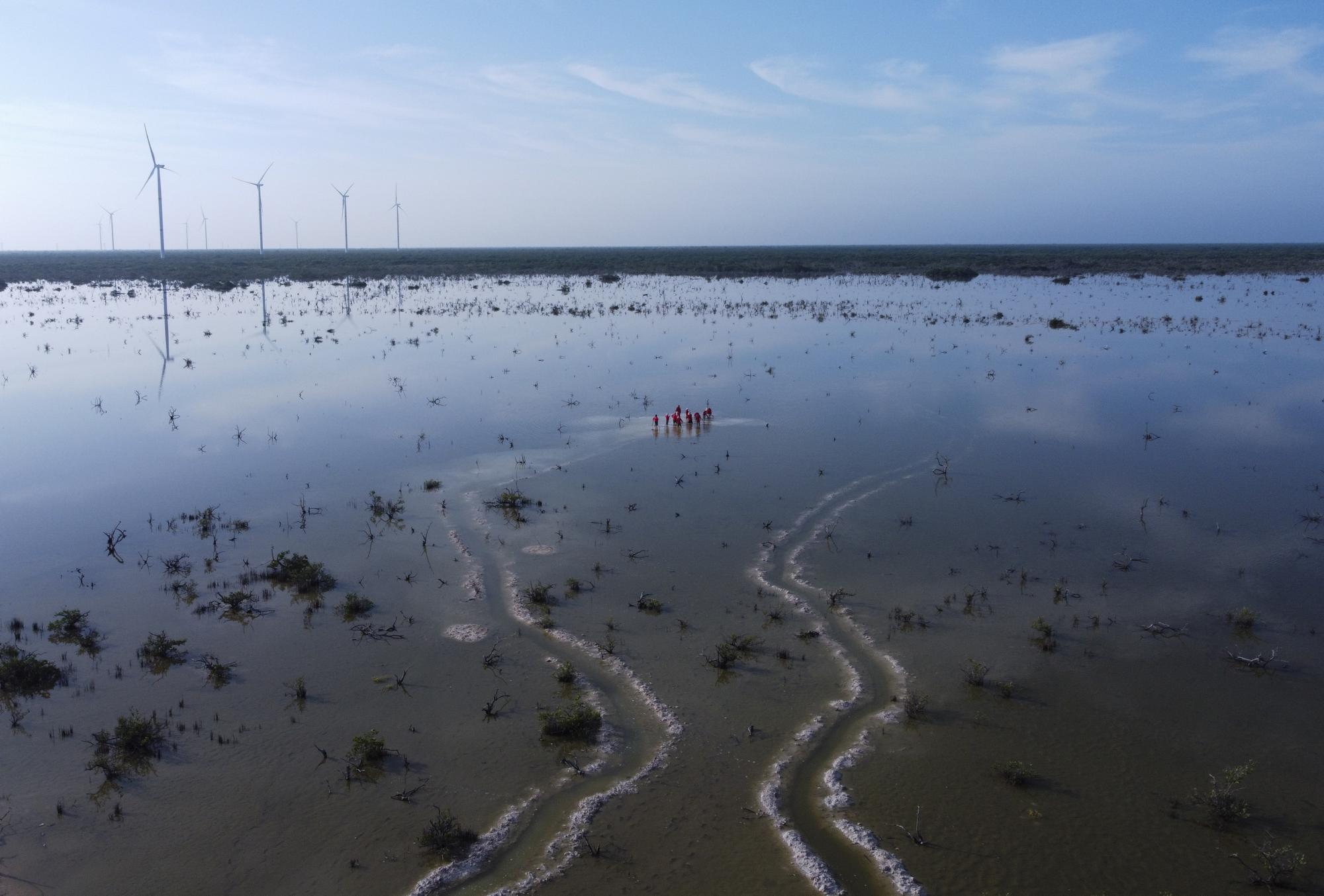 Pescadores cavan y limpian canales como parte de un programa de recuperación de manglares cerca de Dzilam de Bravo, en la Península de Yucatán, en México, el 9 de octubre de 2021. De 1980 a 2005 se perdieron entre el 20% y el 35% de los bosques de mangle del mundo, según la Organización de Naciones Unidas para la Agricultura y la Alimentación. (AP Foto/Eduardo Verdugo)