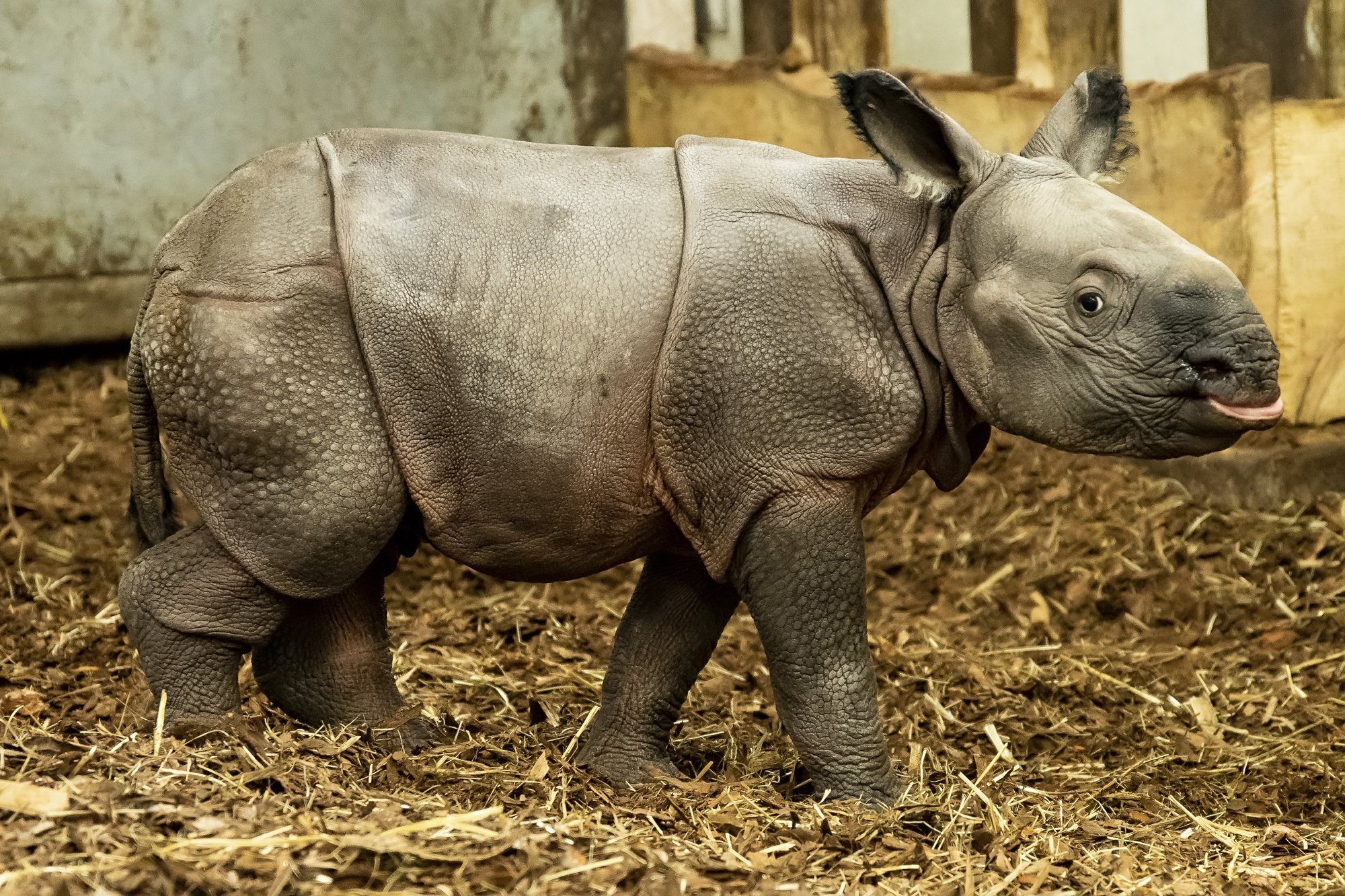 Endangered Indian Rhinoceros Baby Is Born In Zoo In Poland