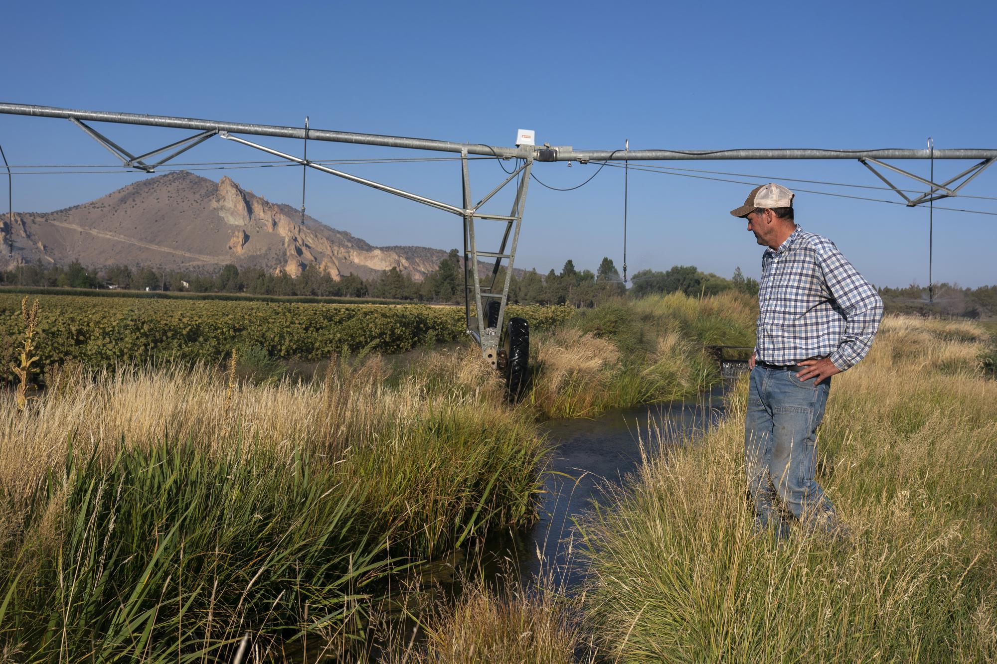 Matt Lisignoli walks near an irrigation sprinkler as it waters carrot plants on his farm, Smith Rock Ranch, in the Central Oregon Irrigation District on Wednesday, Sept. 1, 2021, in Terrebonne, Ore. The stark contrast between the water haves and have-nots two hours southeast of Portland has brought new urgency to efforts to share the resource. 