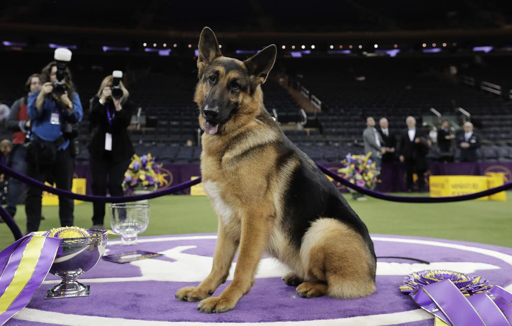 ARCHIVO - Rumor, un pastor alemán, posa para las fotos después de ganar Best in Show en la 141a Exposición canina del Westminster Kennel Club en Nueva York, el 15 de febrero de 2017. Las clasificaciones anuales de popularidad del American Kennel Club se publican el martes 15 de marzo de 2022. y los pastores alemanes están entre los 10 primeros. (Foto AP/Julie Jacobson, archivo)