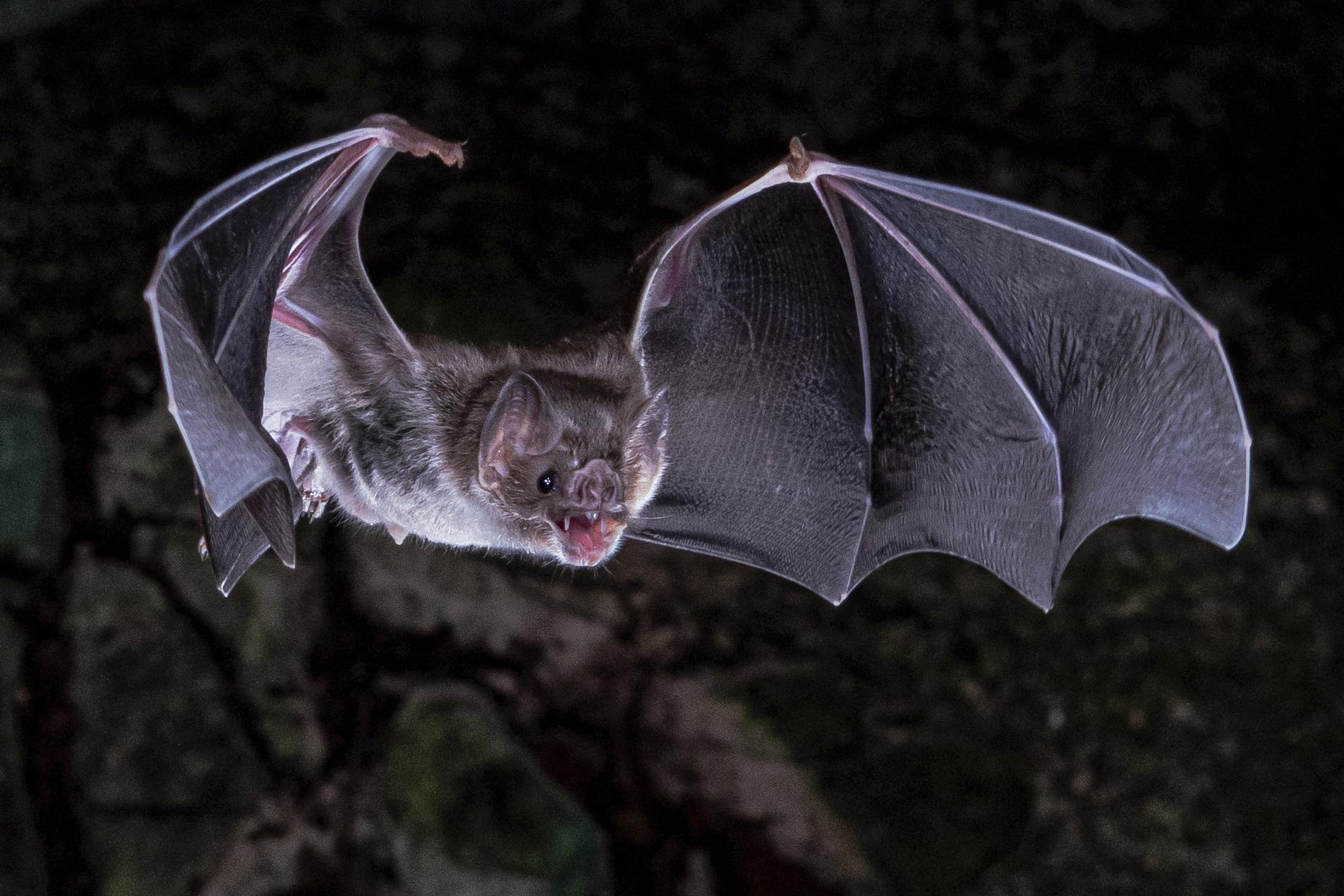 Scientists figure out how vampire bats got a taste for blood – The Associated Press – en Español