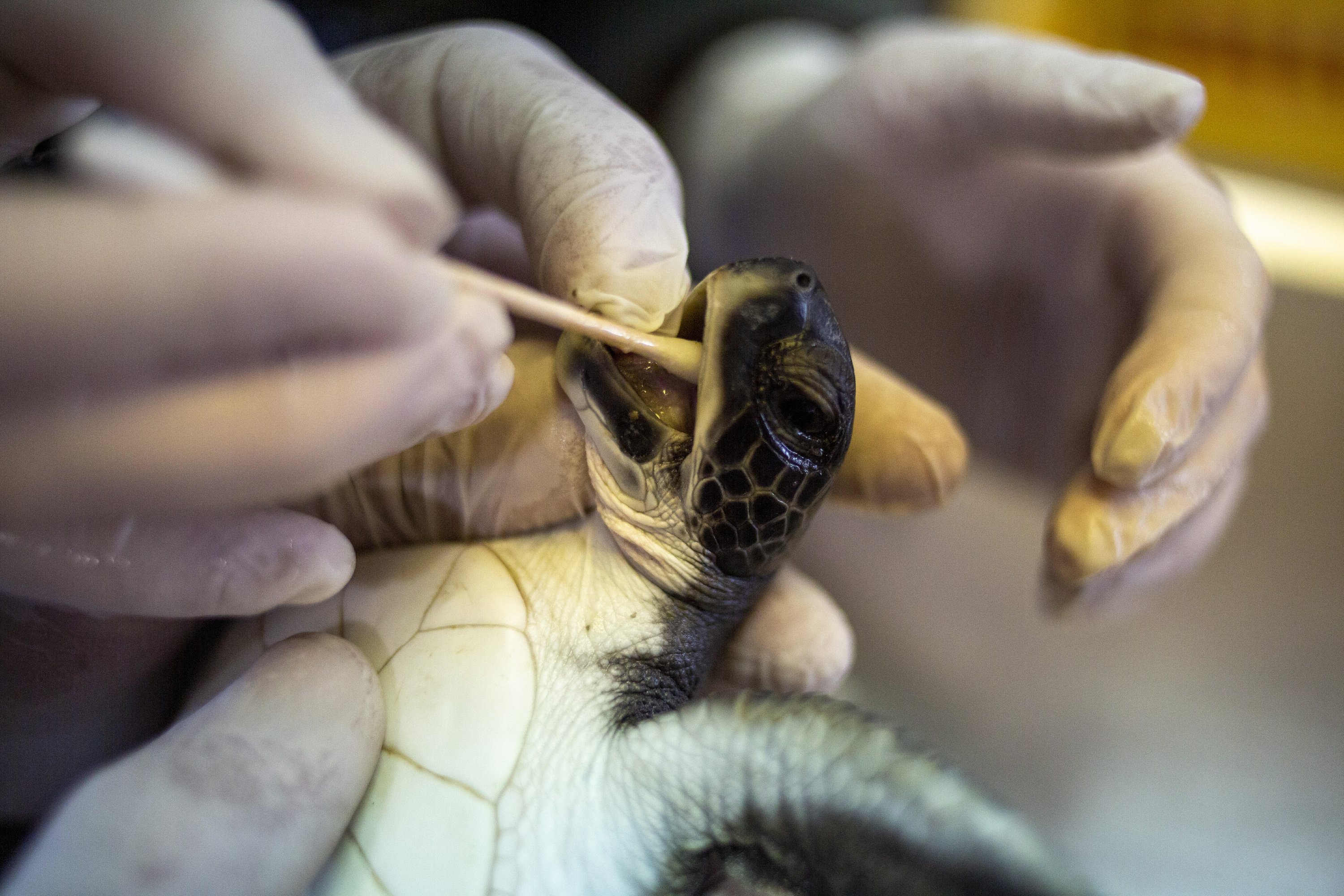 In Israel, mayo offers miracles to endangered turtles