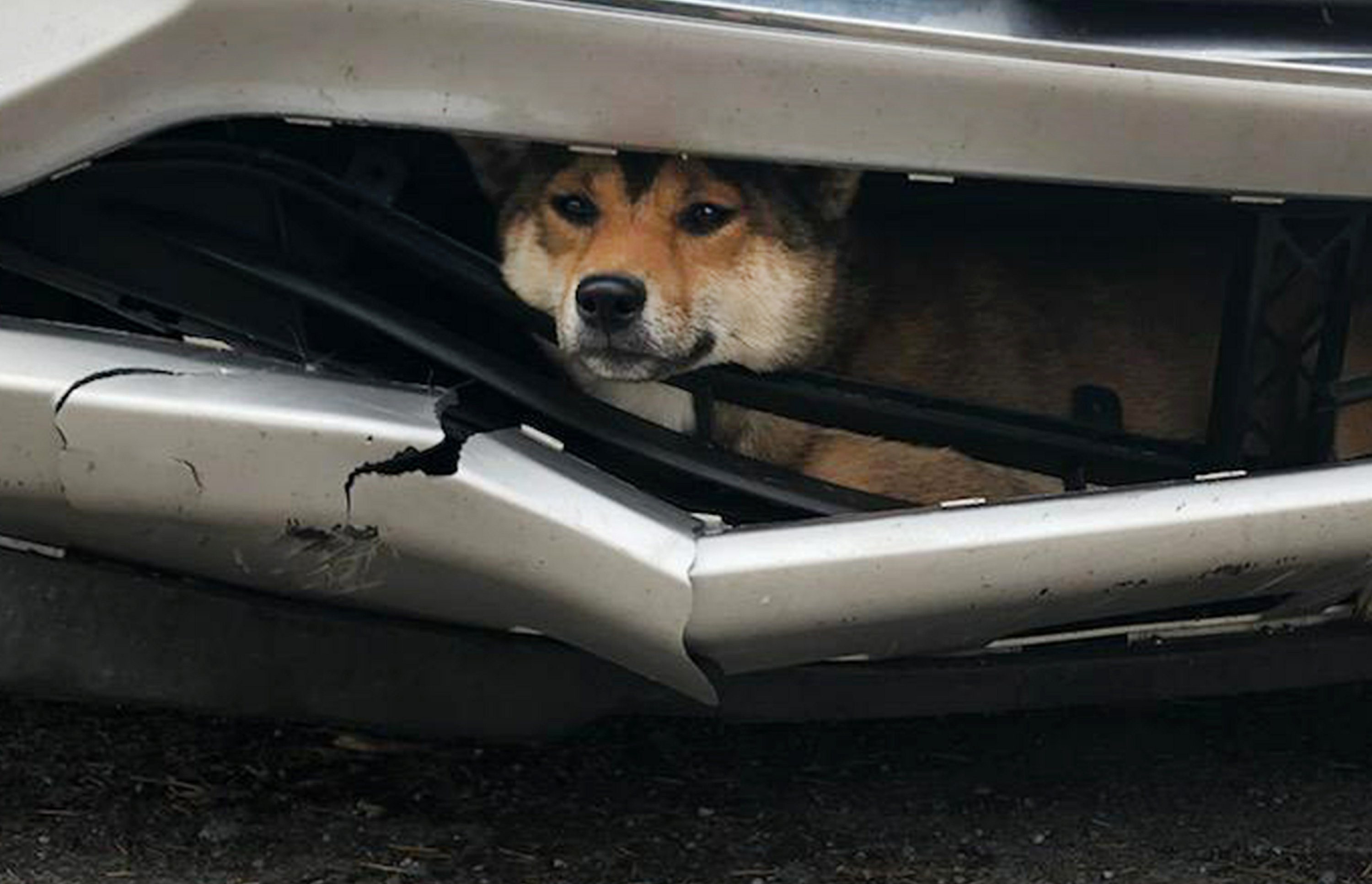 Ruff ride Dog struck by car rides inside bumper for miles AP News