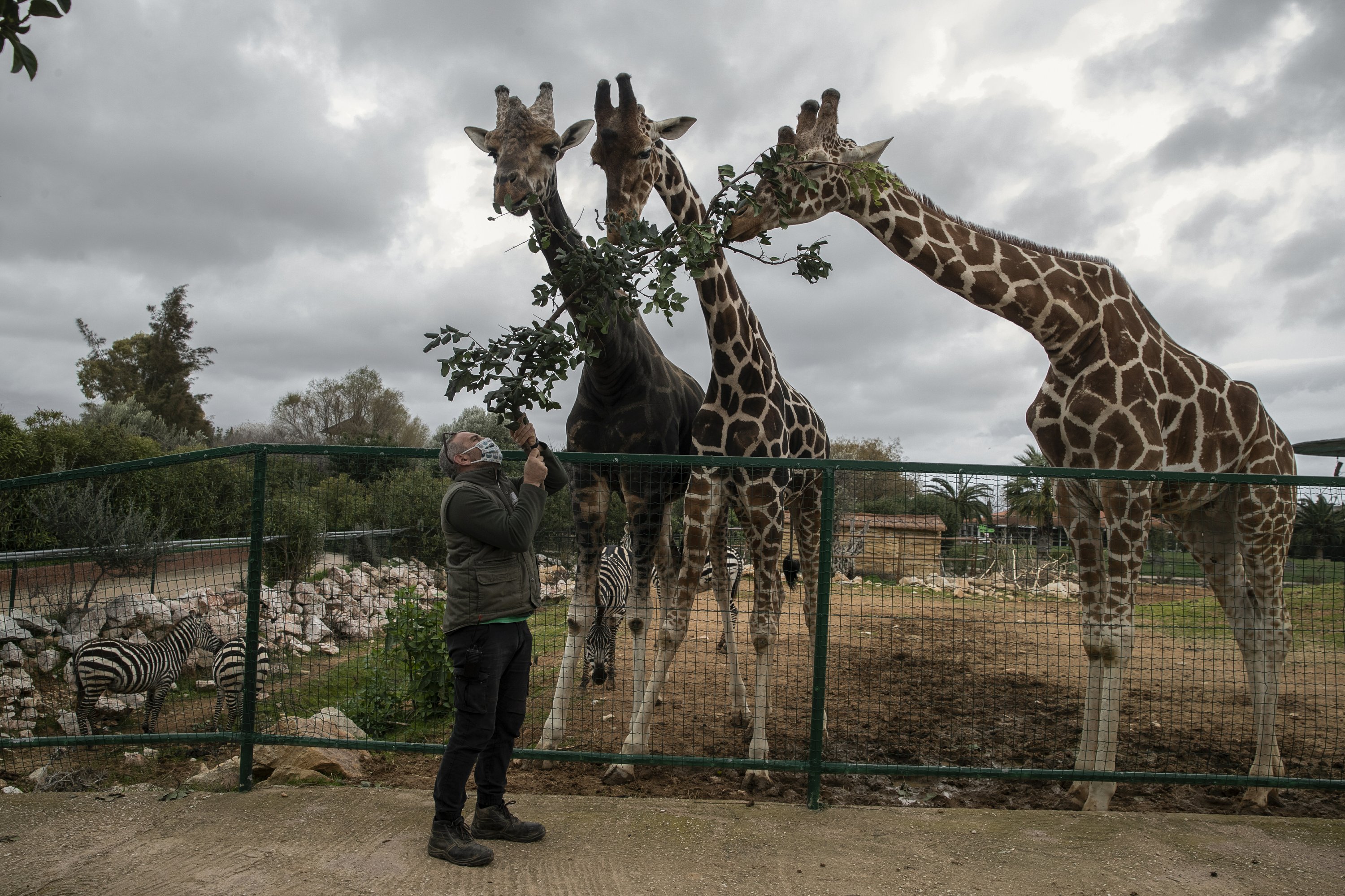 Without income, 2,000 mouths to feed: blockade destroys Greek zoo