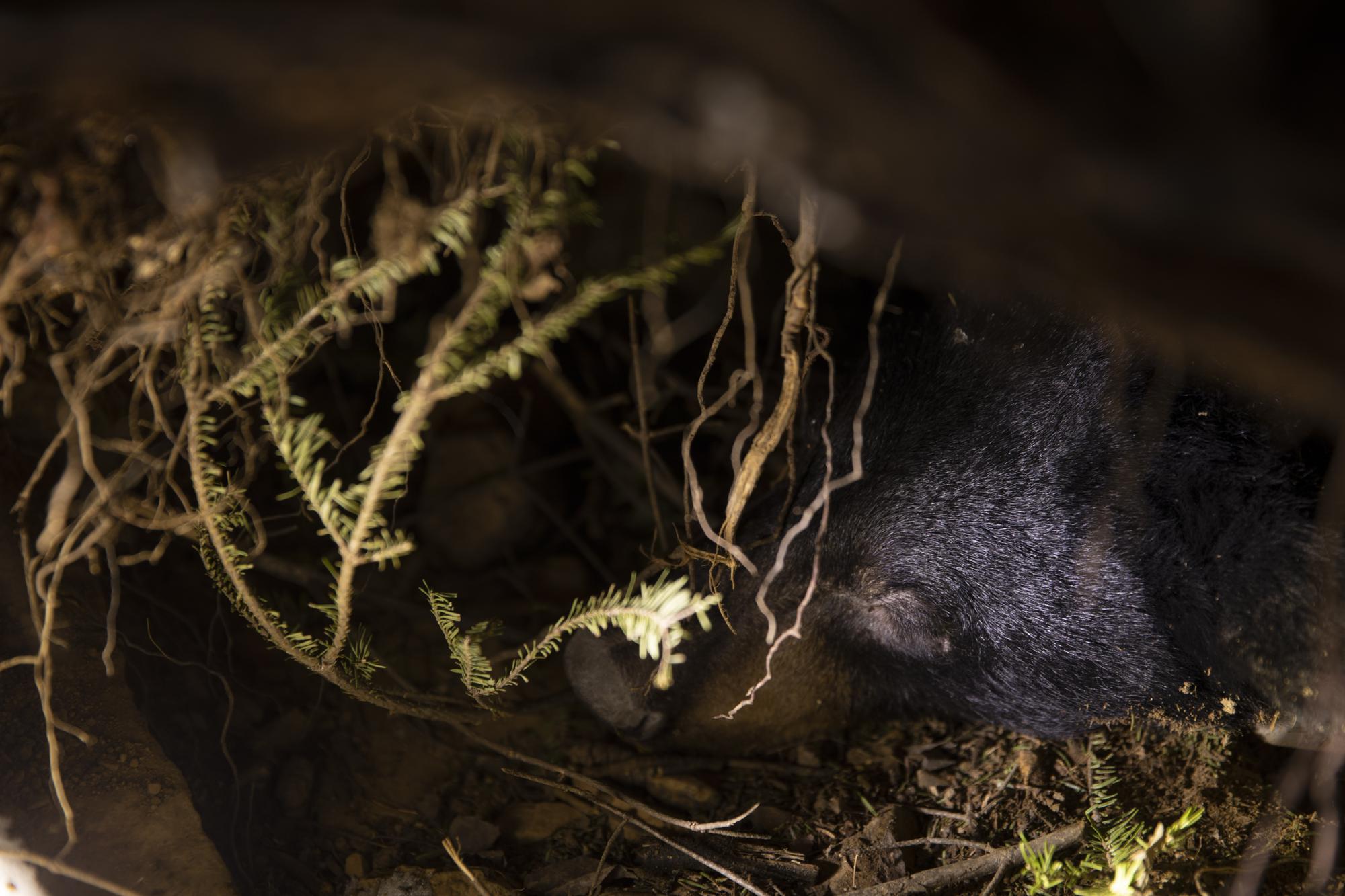 A bear hibernates in a den in Grand Portage, Minn. on March 2, 2022. Biologists from the Grand Portage Band of Lake Superior Chippewa are tracking the animals and taking biological samples, including a COVID-19 swab, from bears and other mammals for research. In order to access the bear dens, which they find through GPS collars on the bears, researchers need to sometimes dig down through many feet of snow and then stick the upper half of their bodies into the dens with the hibernating bear inside to sedate the animals further so that the bears don't wake up while they are taking the biological samples. (AP Photo/Emma H. Tobin)