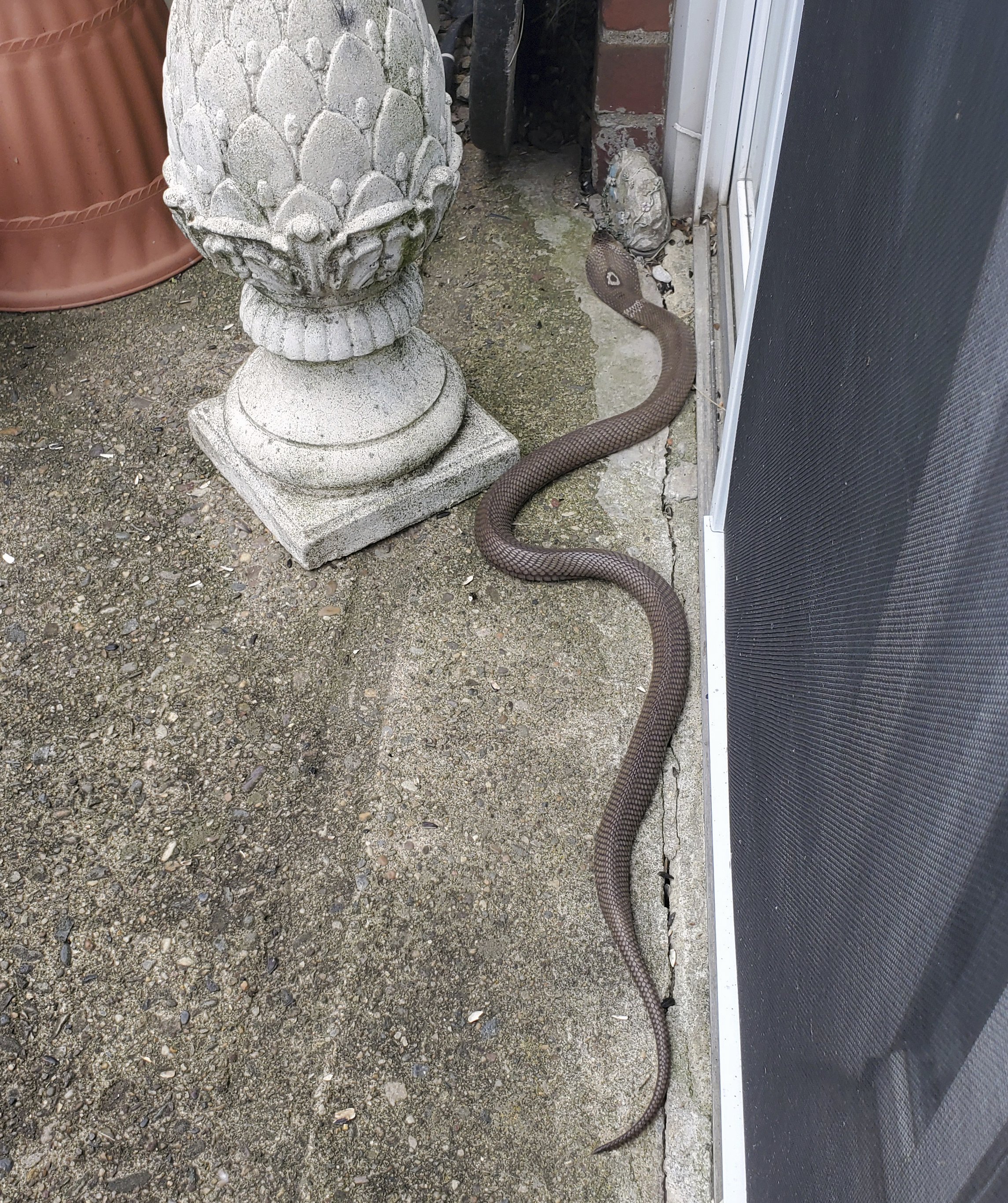 Woman uses shovel to kill cobra slithering on her patio AP News