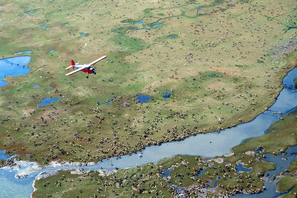 FILE - In this undated file photo provided by the U.S. Fish and Wildlife Service, an airplane flies over caribou from the Porcupine caribou herd on the coastal plain of the Arctic National Wildlife Refuge in northeast Alaska. Decades-long political and legal battles over drilling in America's largest wildlife refuge took another turn when the Biden administration suspended oil and gas leases in Alaska's Arctic National Wildlife Refuge. The move Tuesday, June 1, 2021, was a blow to oil and gas proponents, who came as close as they ever have to starting a drilling program after the refuge was expanded 40 years ago to include the oil-rich coastal plain. (U.S. Fish and Wildlife Service via AP, File)