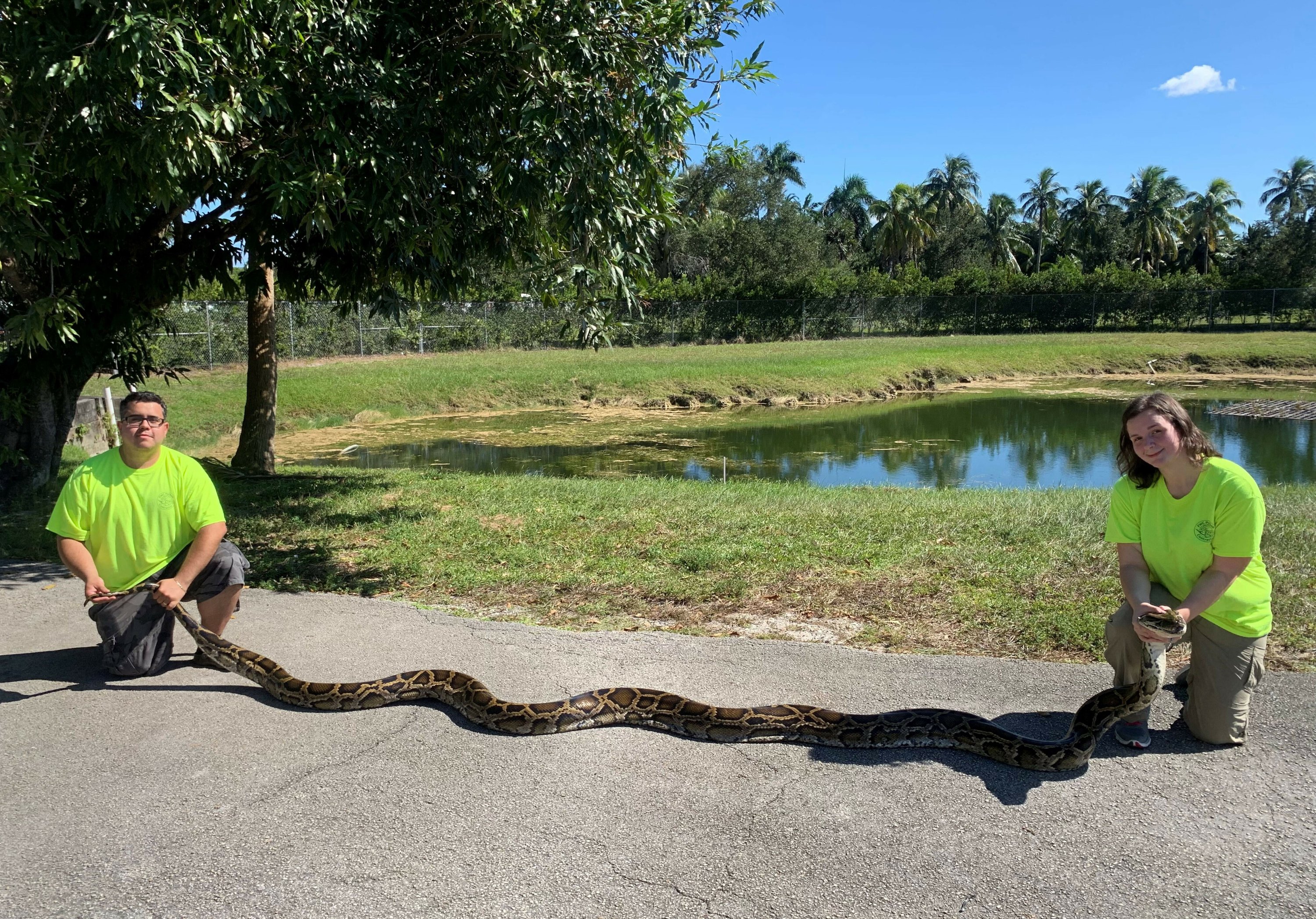 Florida trappers capture record-setting python in Everglades | AP News