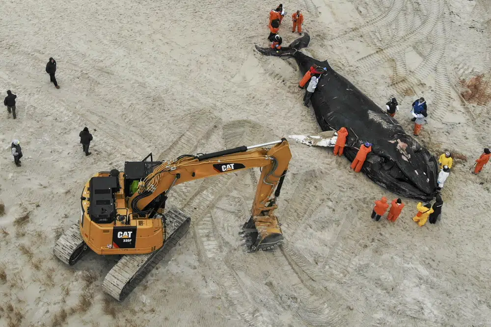 People work around the carcass of a dead whale in Lido Beach, N.Y., Tuesday, Jan. 31, 2023. The 35-foot humpback whale, that washed ashore and subsequently died, is one of several cetaceans that have been found over the past two months along the shores of New York and New Jersey. (AP Photo/Seth Wenig)